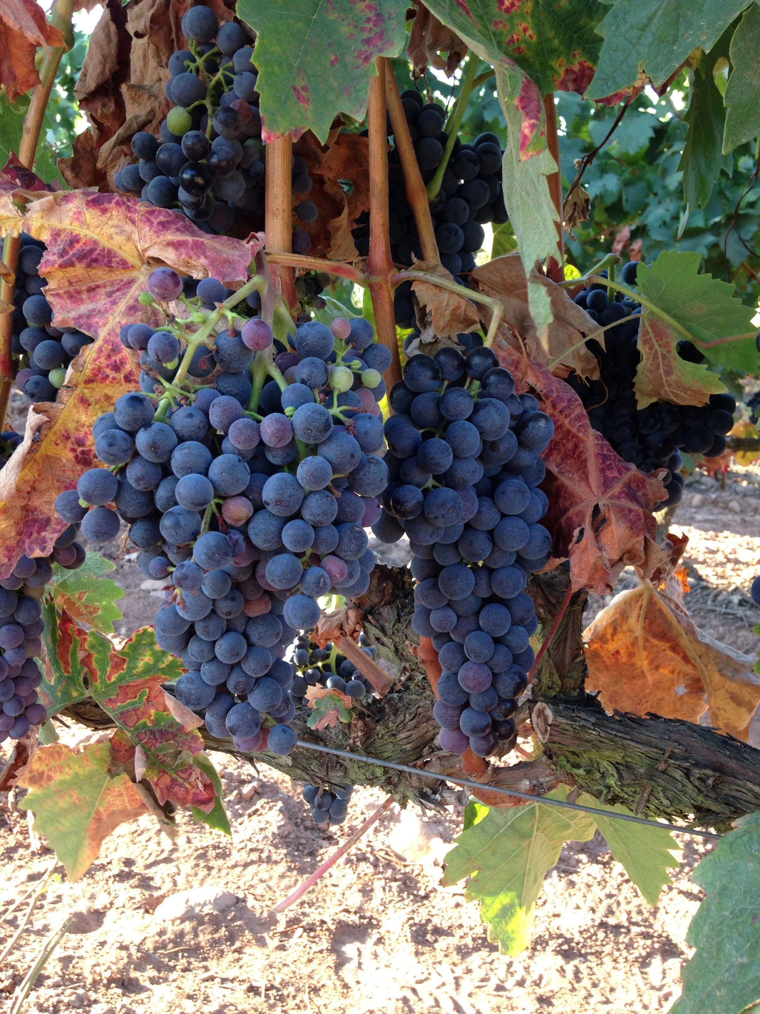 A morning of vineyards