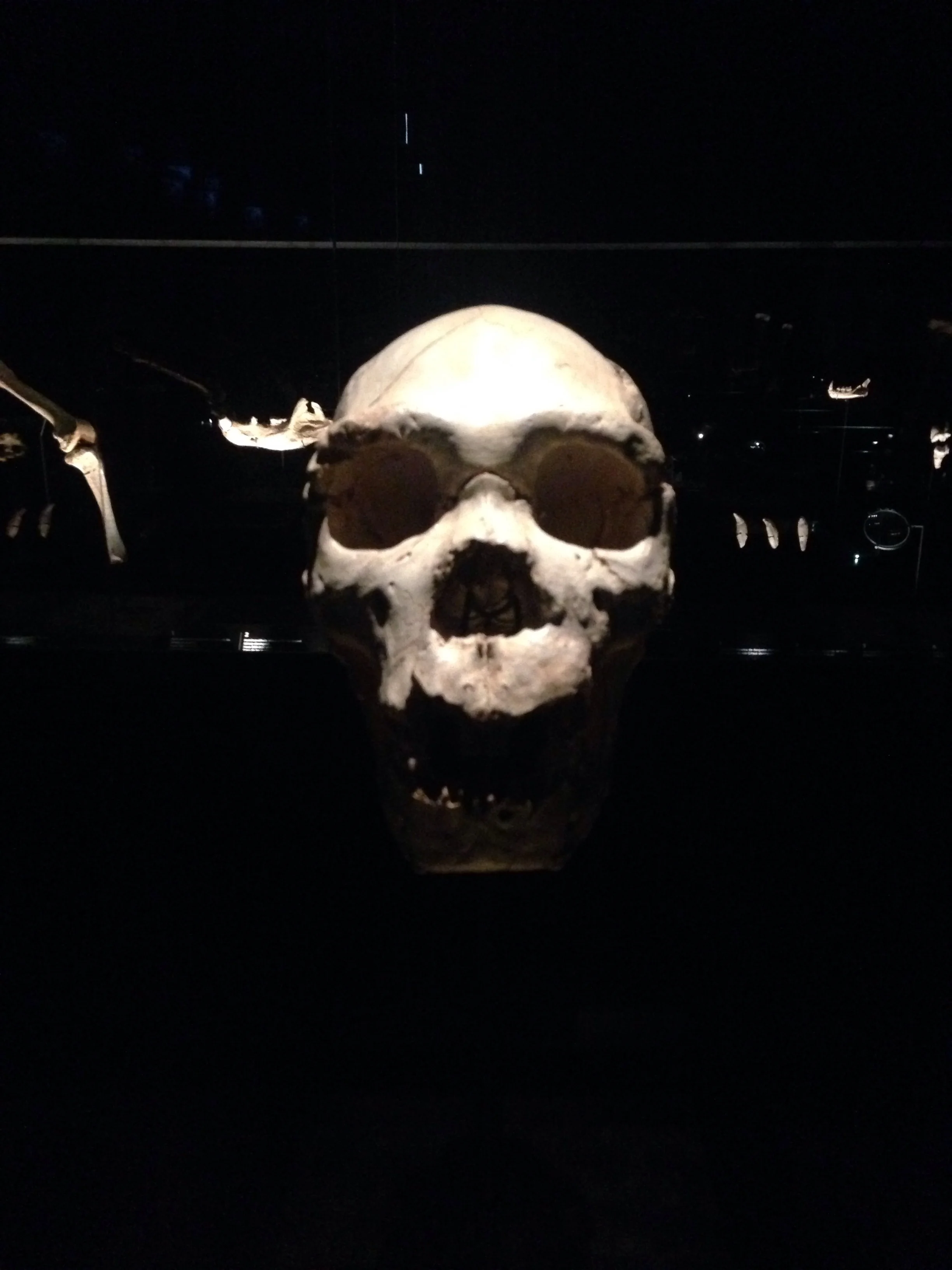 Burgos' evolution museum, this skull was discovered at Atapuerca