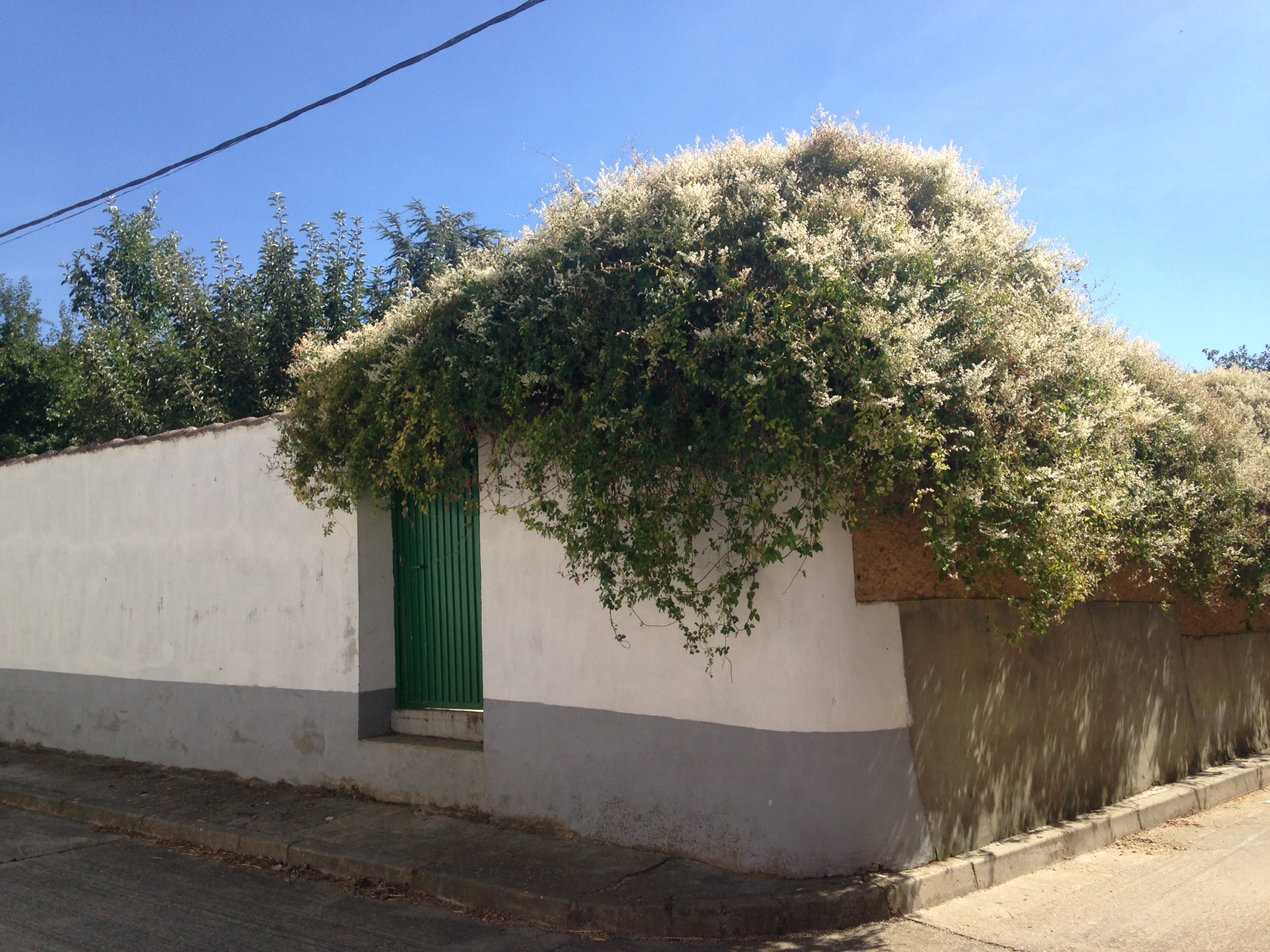 I love these little Spanish buildings. I want to live in every single one.