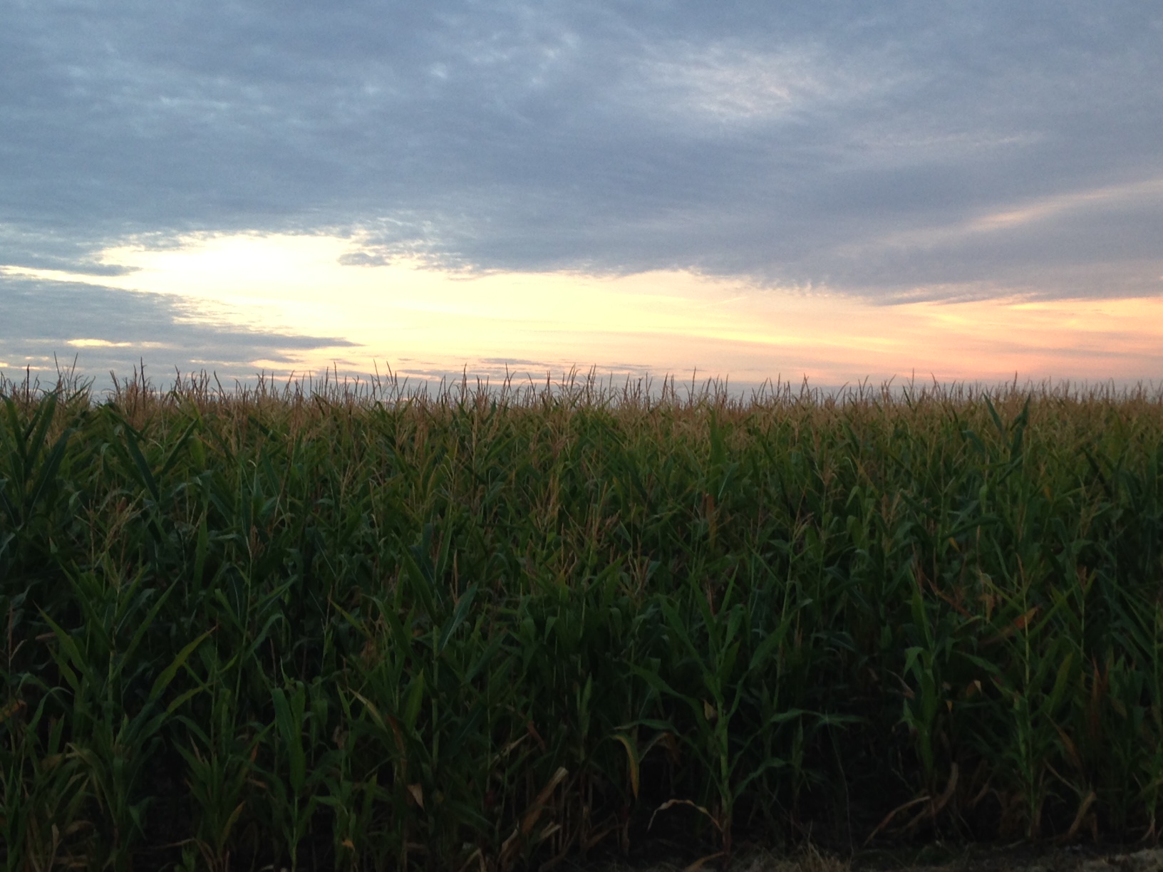 Sunrise through corn stalks. It's actually quite creepy to walk through corn during the pre-dawn. believe it or not.