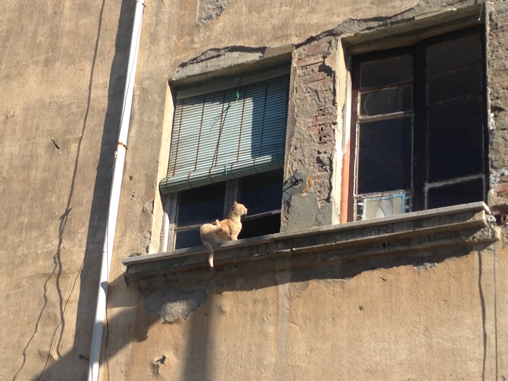 Yelling at this insane cat to go back inside made no difference in Ponferrada