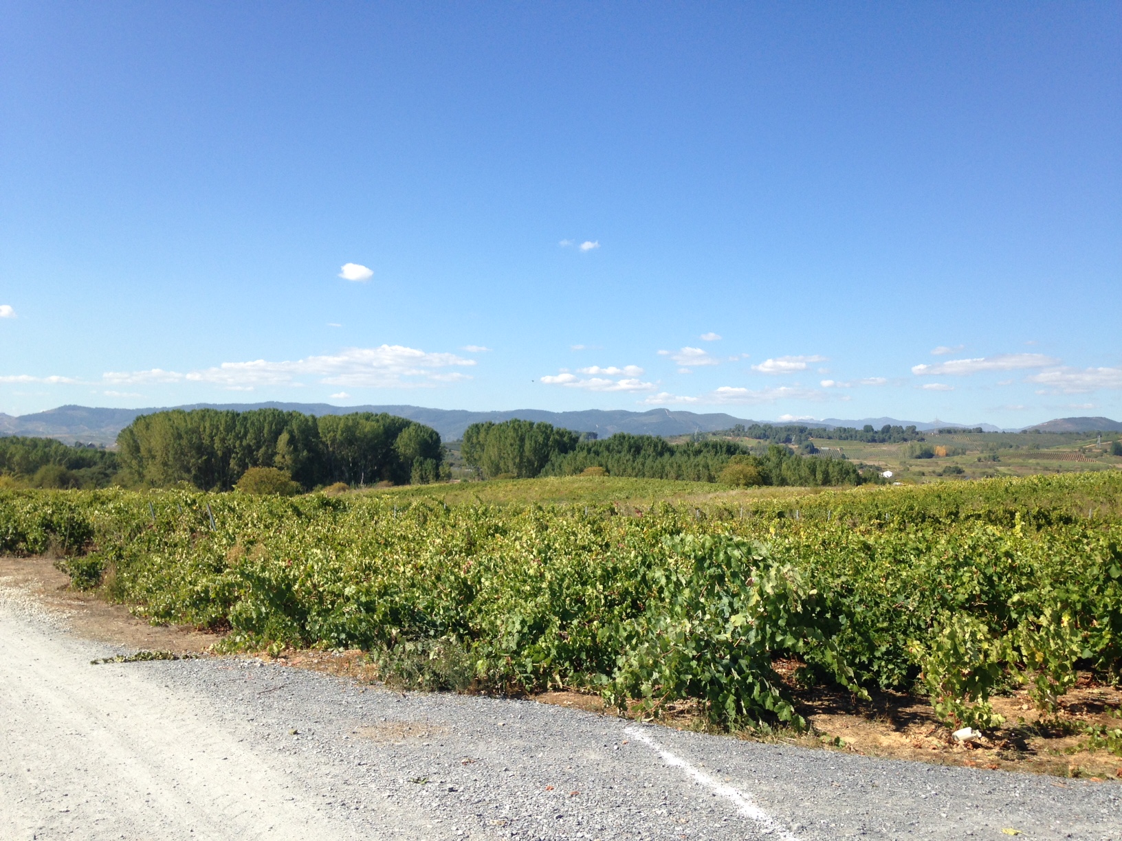 Plenty of grapes to harvest in the Bierzo wine region. This is just outside Cacabelos, where I was so tired for once I didn't not explore after arriving at the albergue.