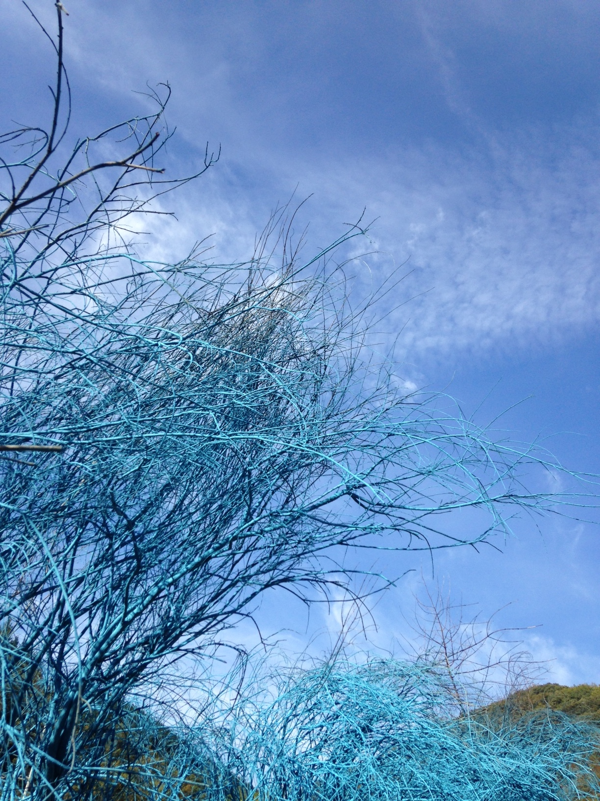 Some interesting blue trees at the start of a long walk adjacent the highway leading deeper into the Valcare river valley. 