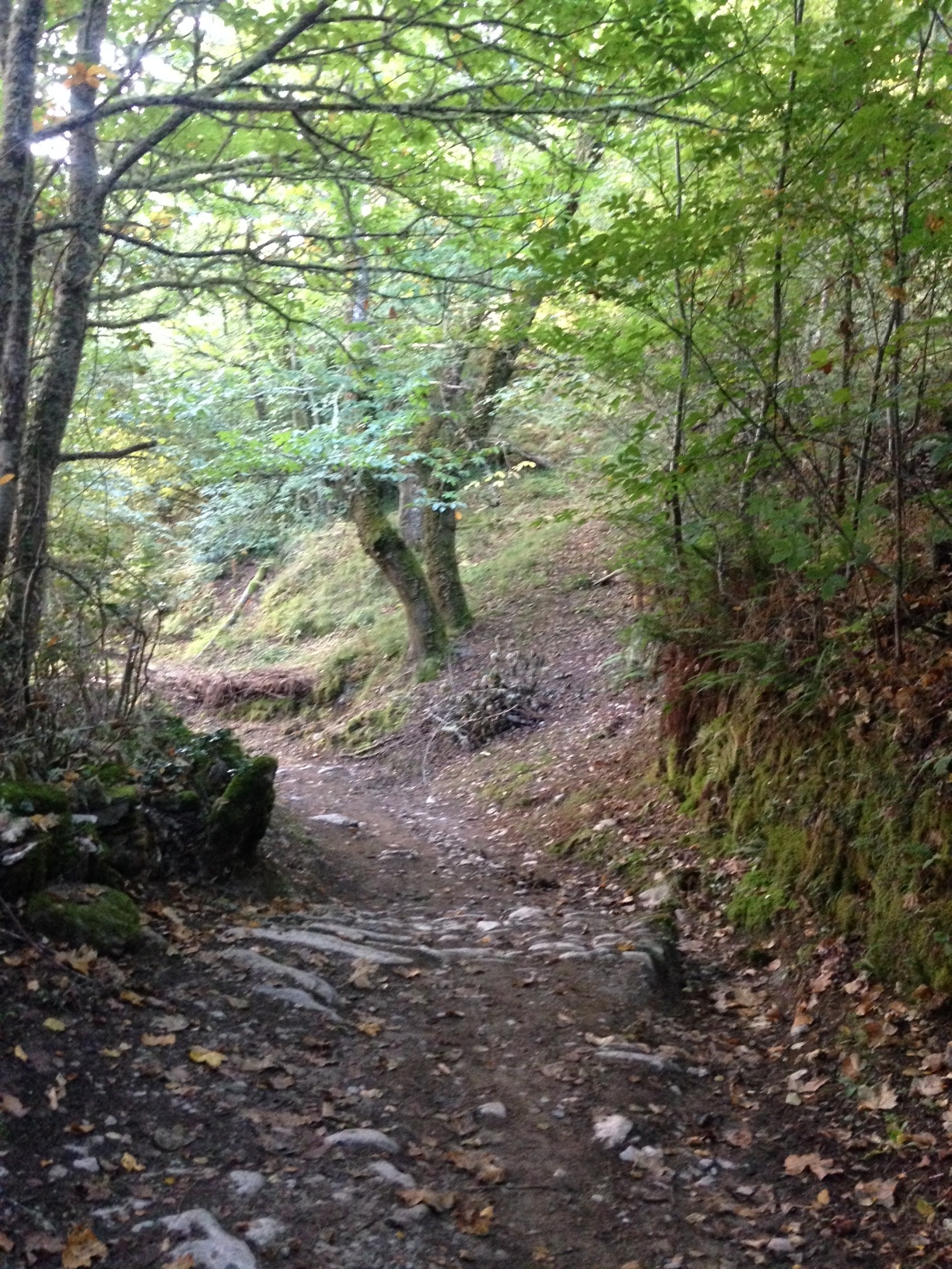 A beautiful but long, steep walk up to O'Cebreiro.