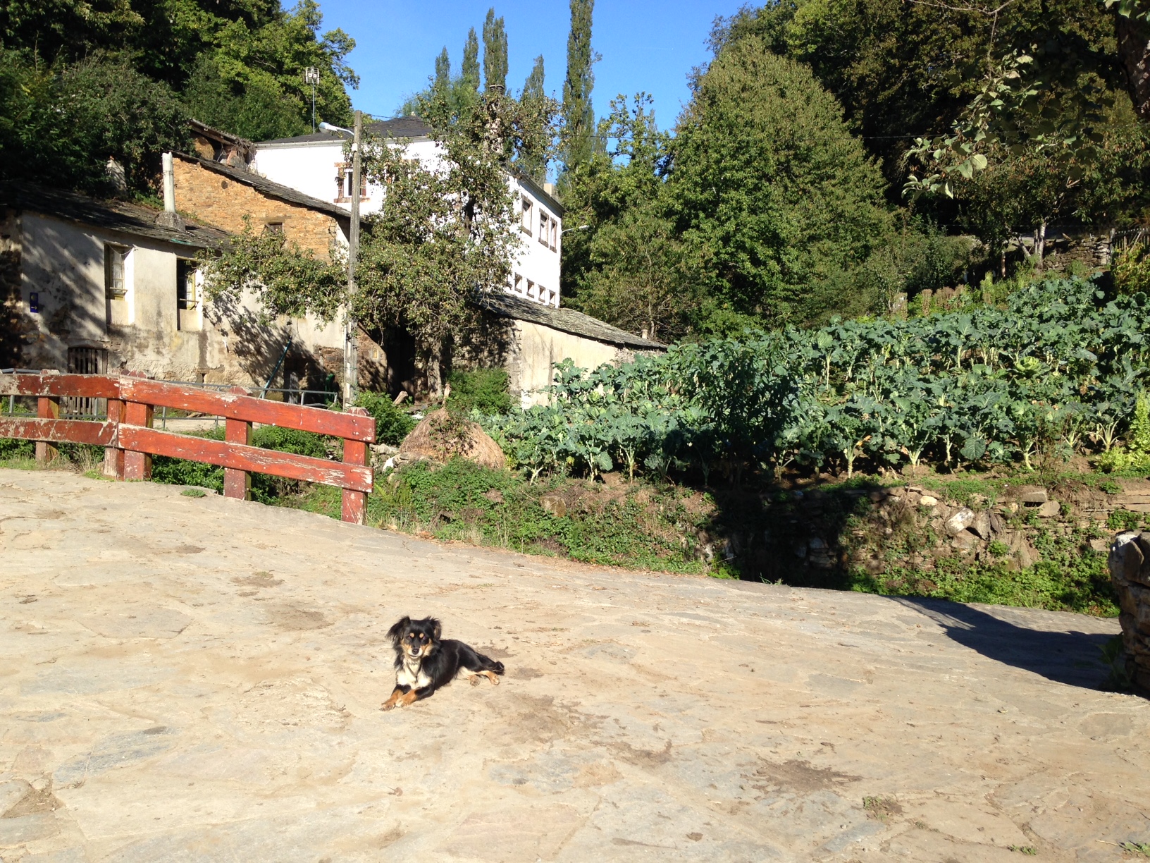 Galician guard dog. Or maybe he's just sunning himself.