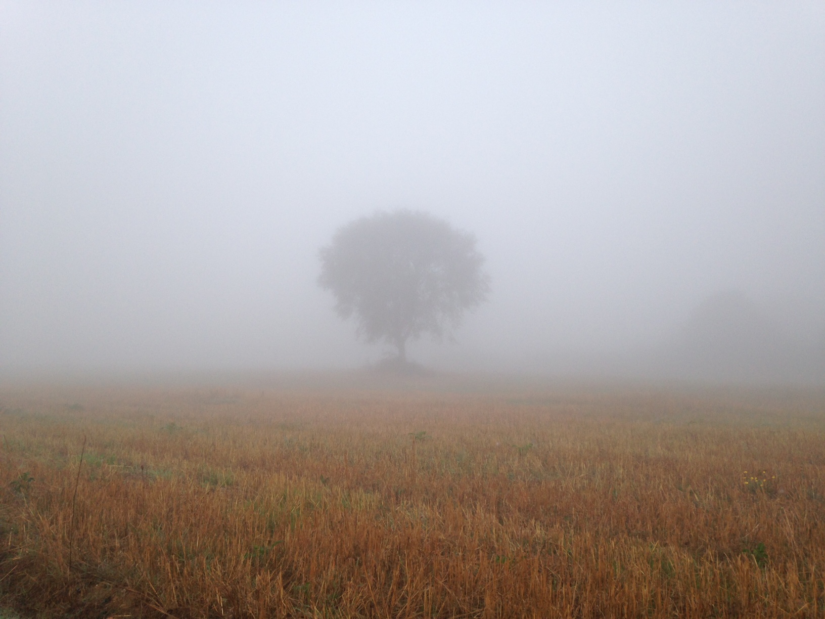 a mysterious misty morning