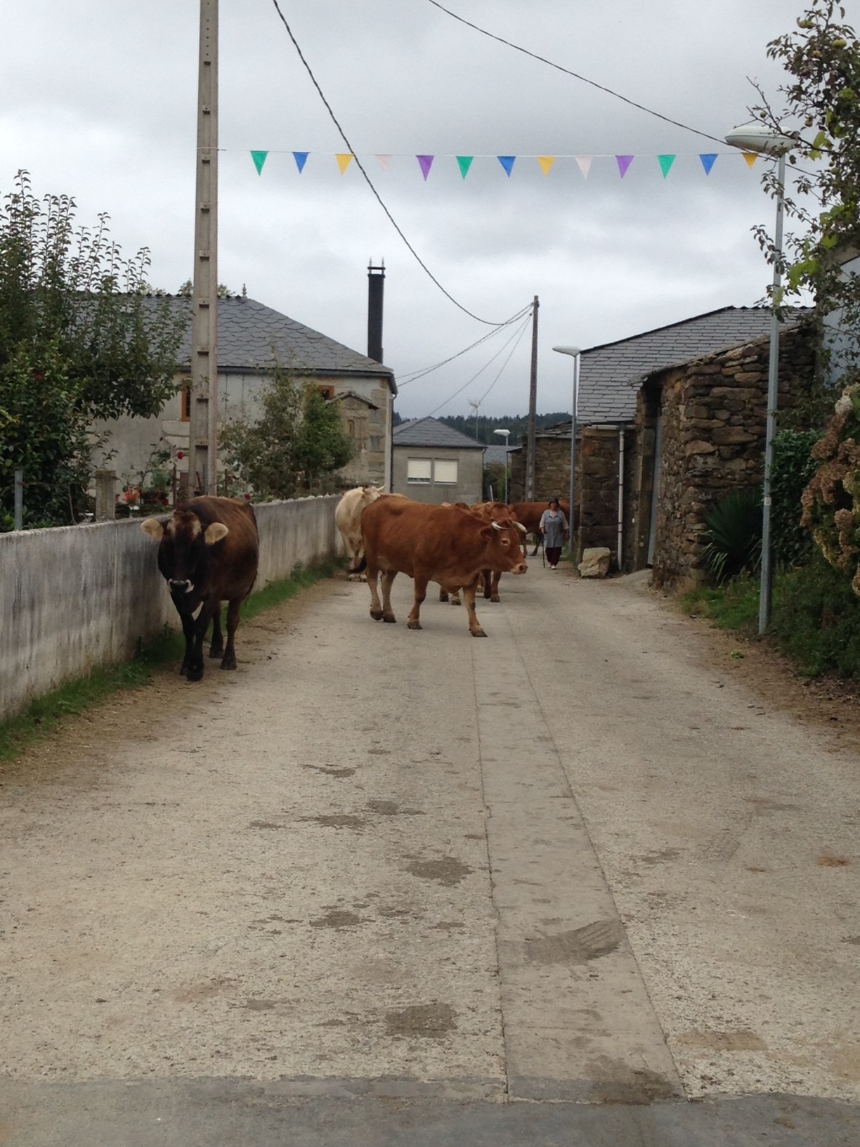 So many small farming towns along the Camino through Galicia. The smell of manure is eye-watering and astringentand the weather is moody.
