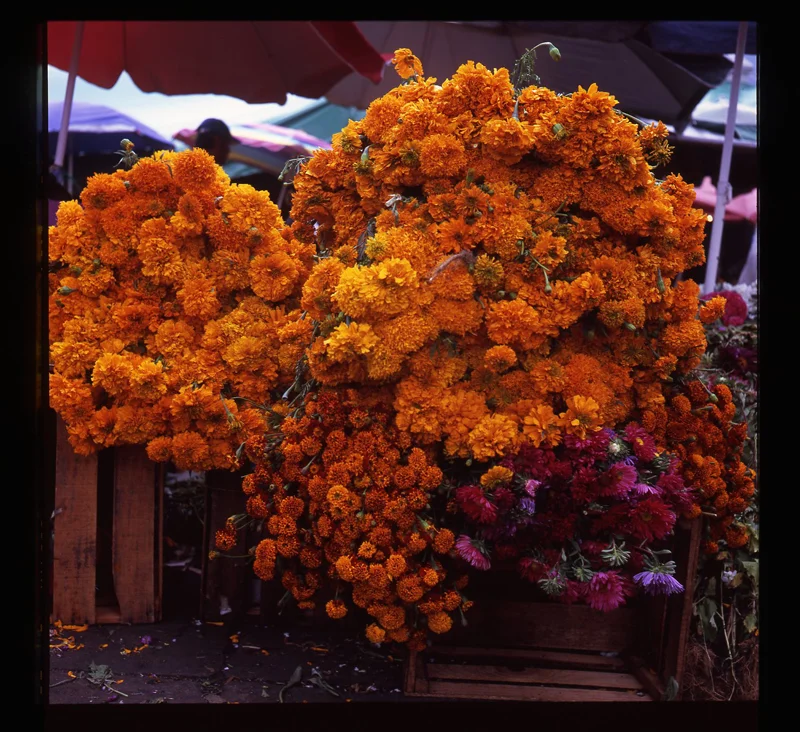 Blog — Courtney Zell