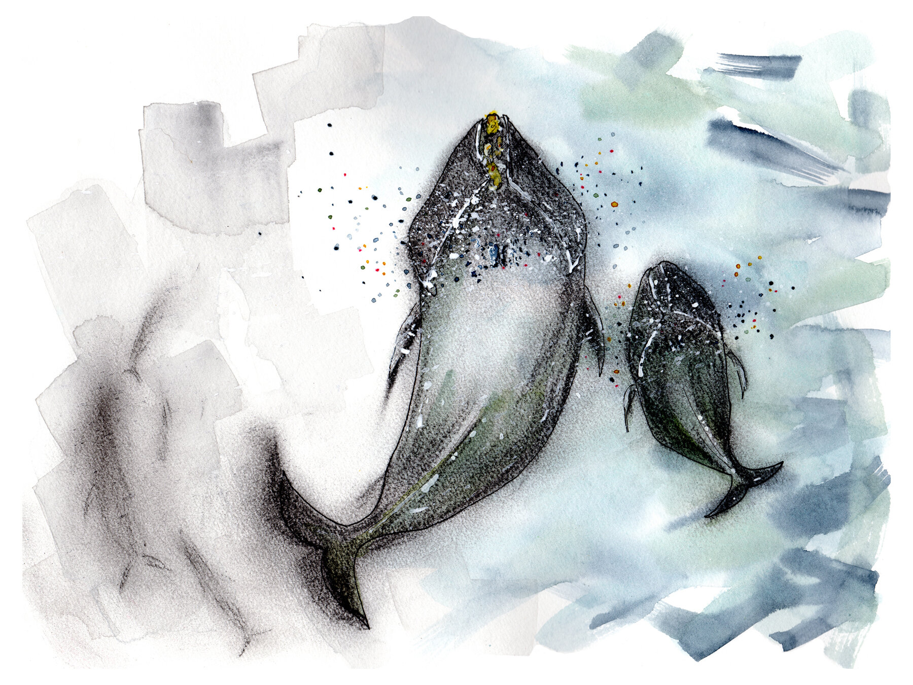  Mixed media illustrations accompanying  The Dance of the Dying Whales  by Matt Hongoltz-Hetling for The Weather Channel 