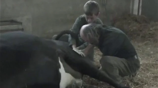 Ray Ban - Never - Hide Cow Birth