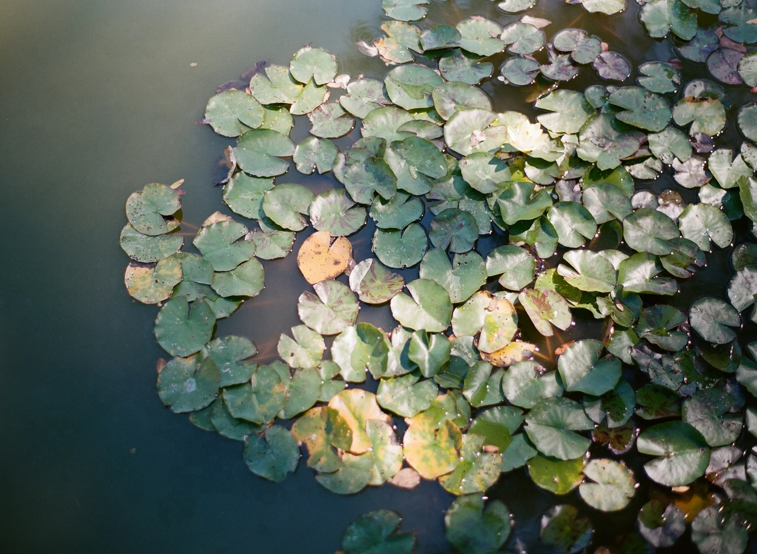 Brooklyn_Botanic_Garden_Wedding_RS_002.jpg
