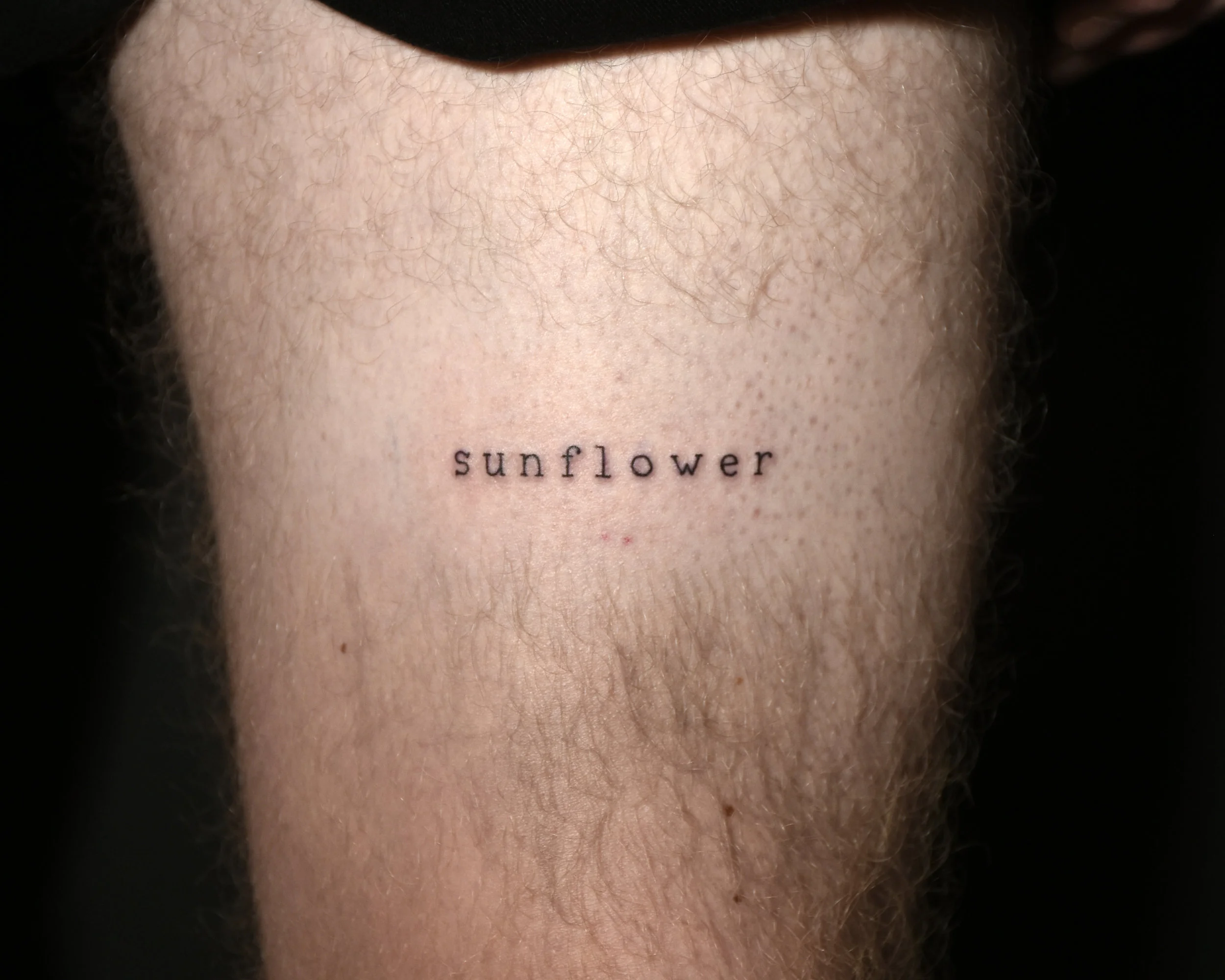 VinceKogut.Sunflower.4.5.jpg