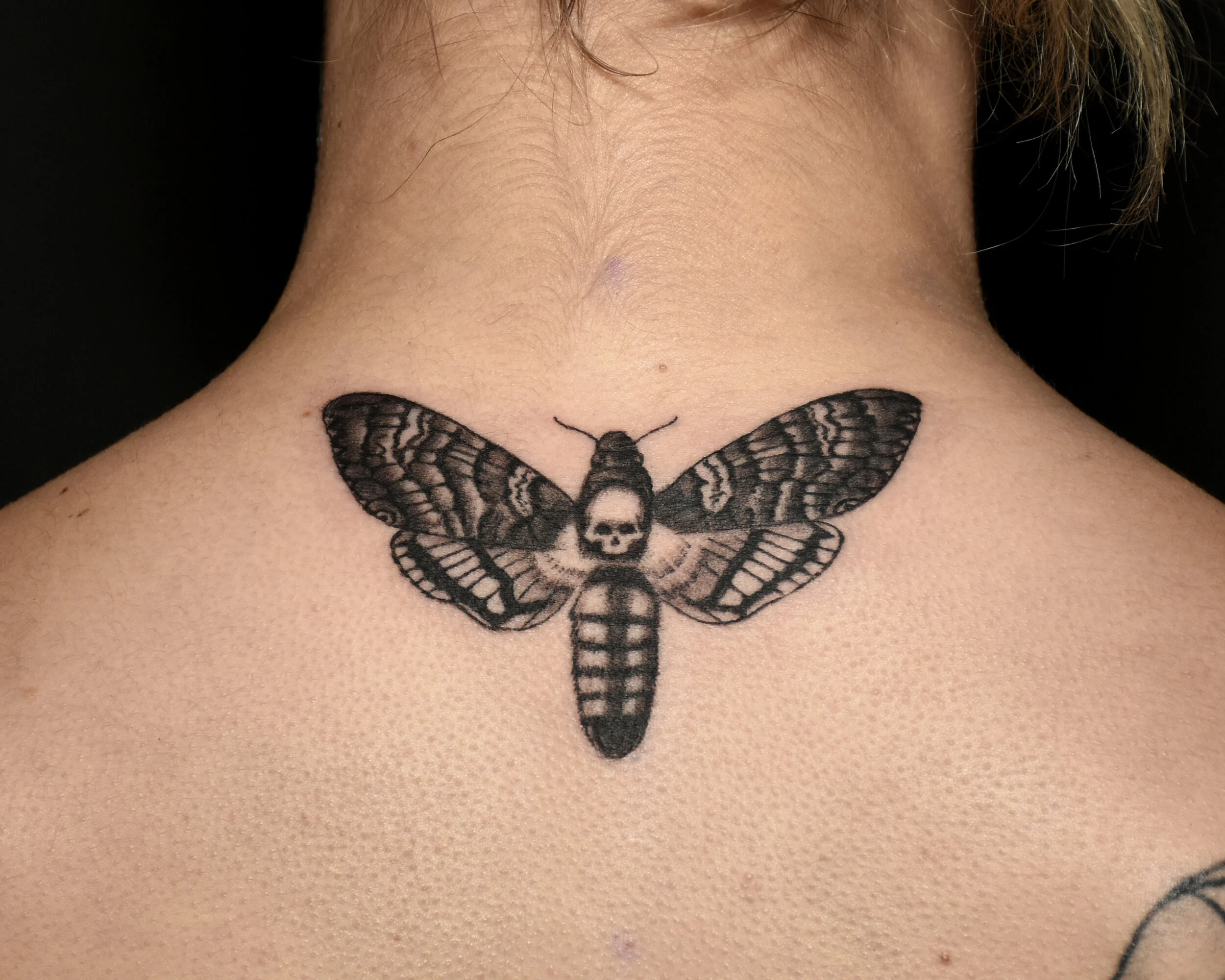 VinceKogut.DeathsHeadHawkMoth.4.5.jpg