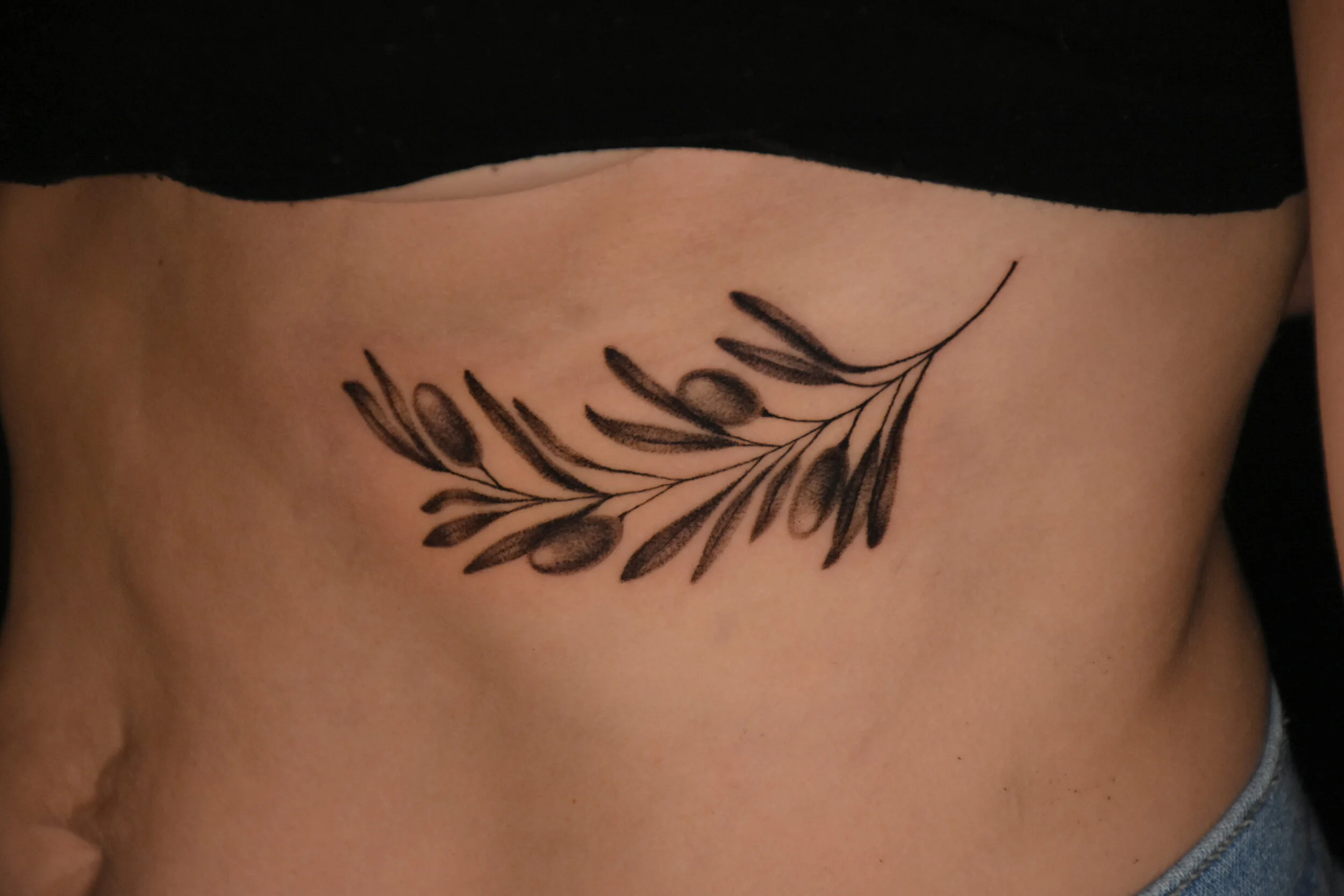 olive branch  edit-1.JPG