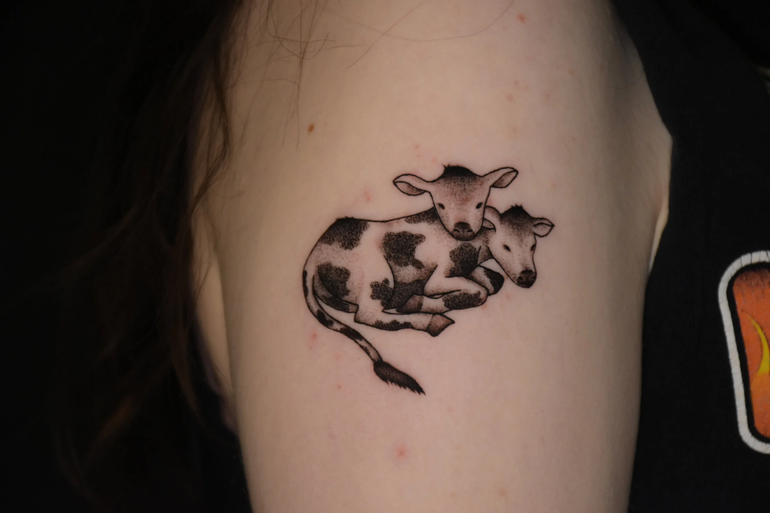 cows edit-1 (1).JPG