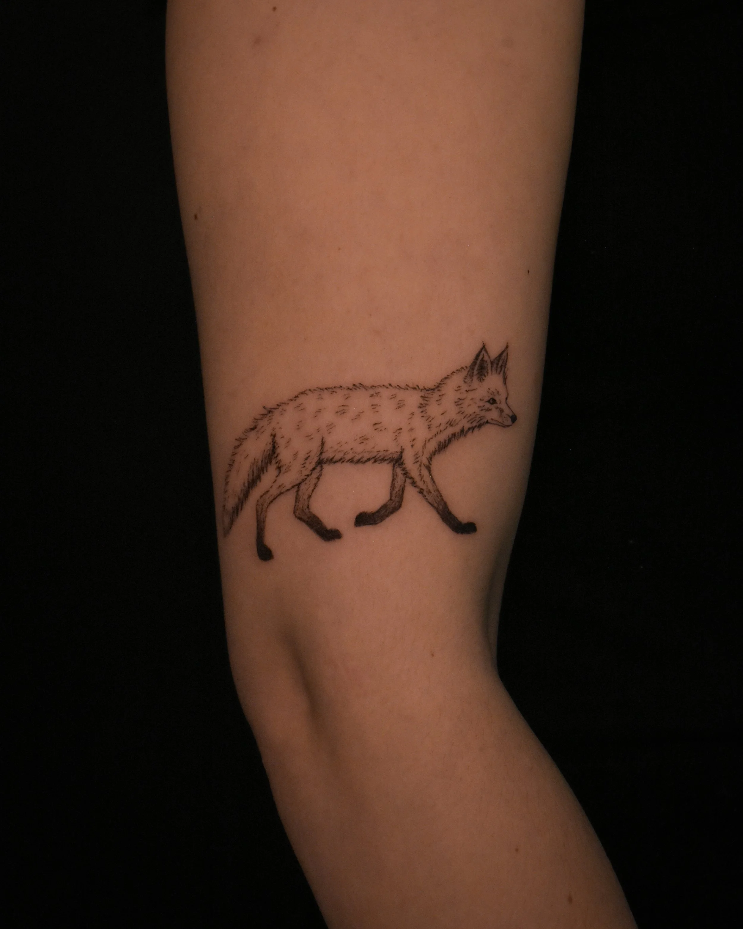 fox-walking-illustration-tattoo-toronto-artist—tattoowool-1 2.JPG