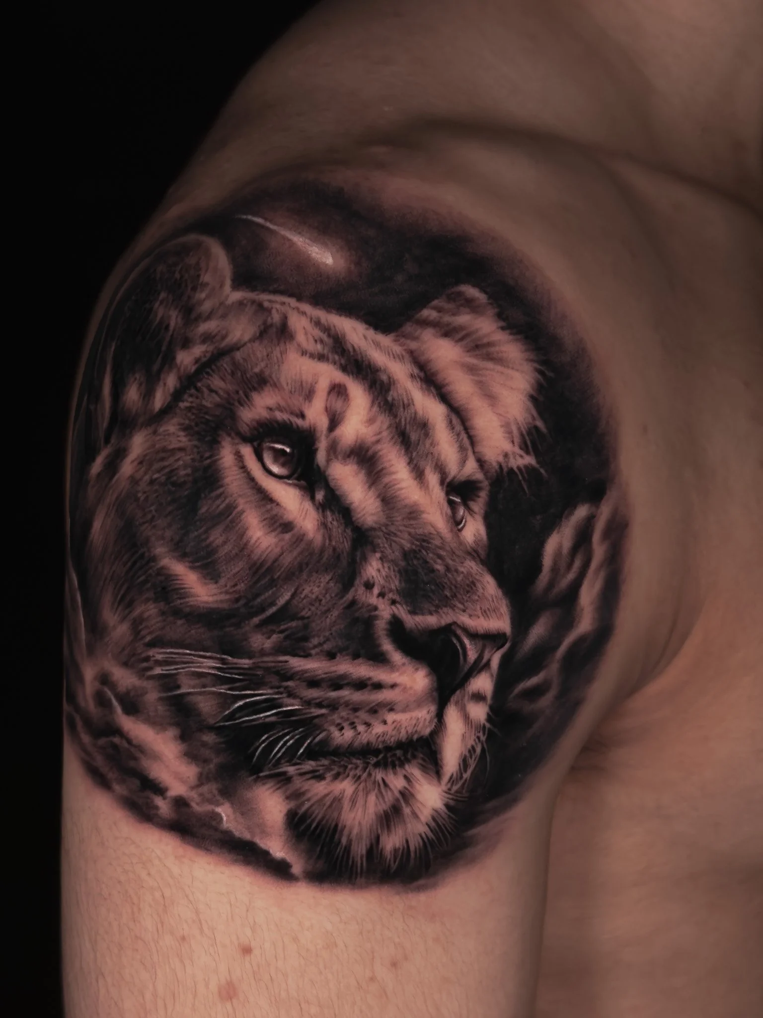 lion-realism-tattoo-toronto.JPG