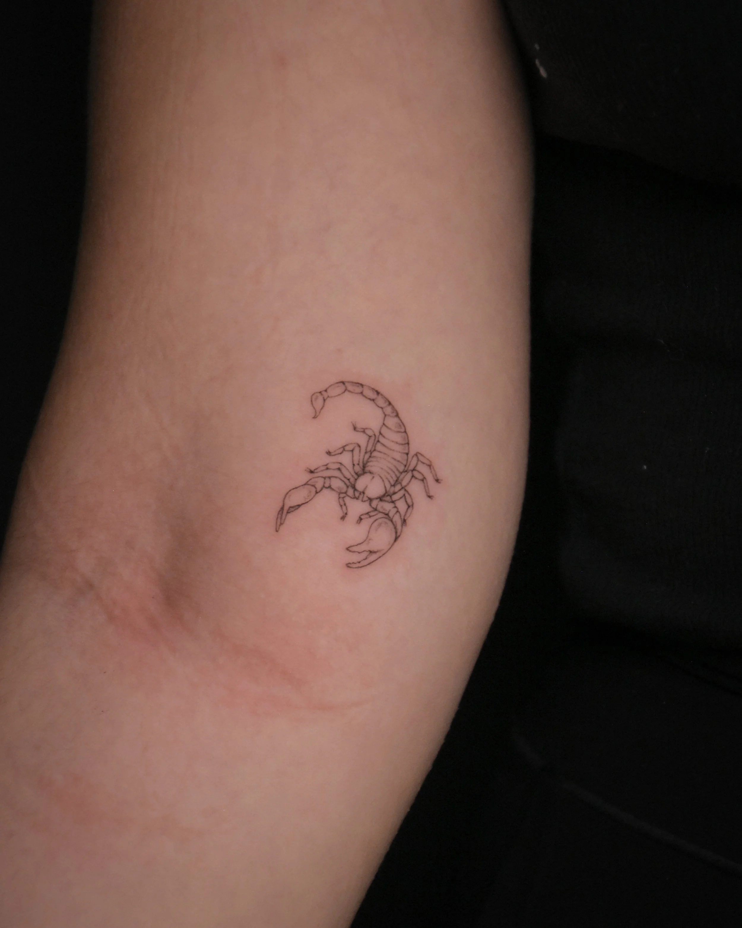 scorpion_tatttoo_illustration_tattoo_toronto_tattoowool-1-1.JPG