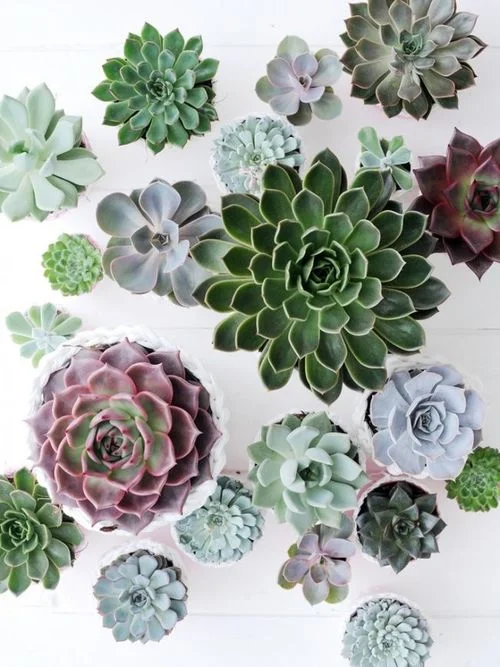 Succulent Craze