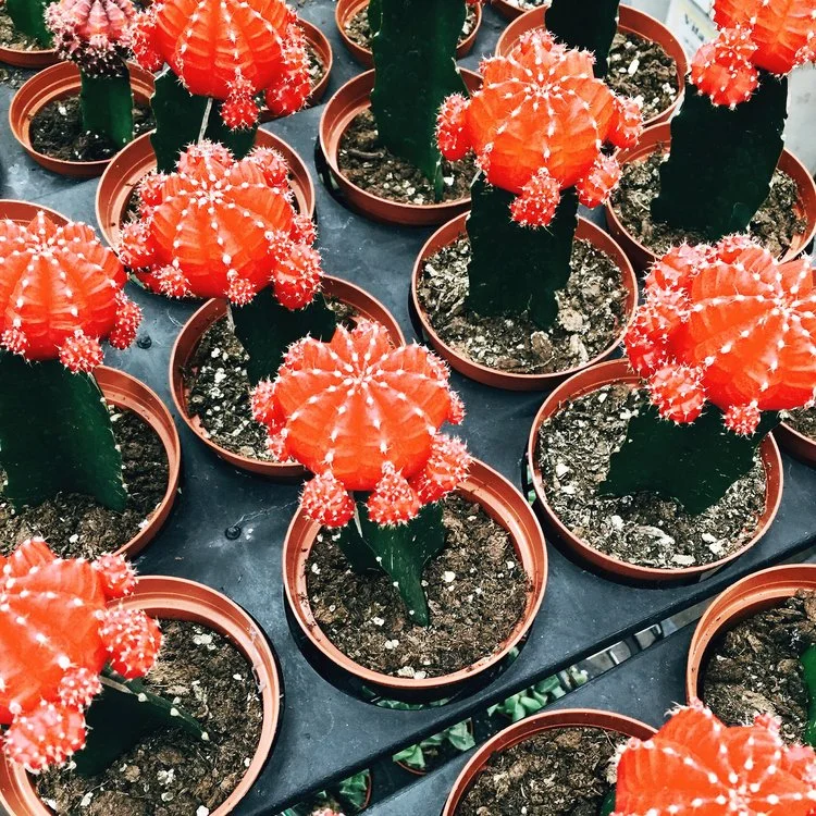 LA City Guide: Flower Market