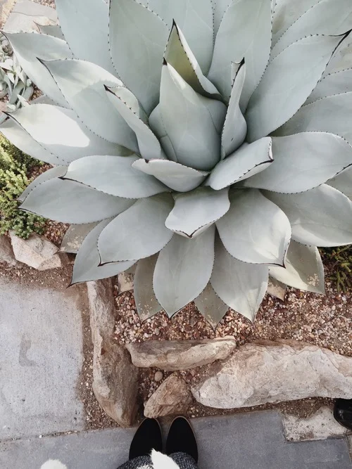 Volunteer Park Conservatory
