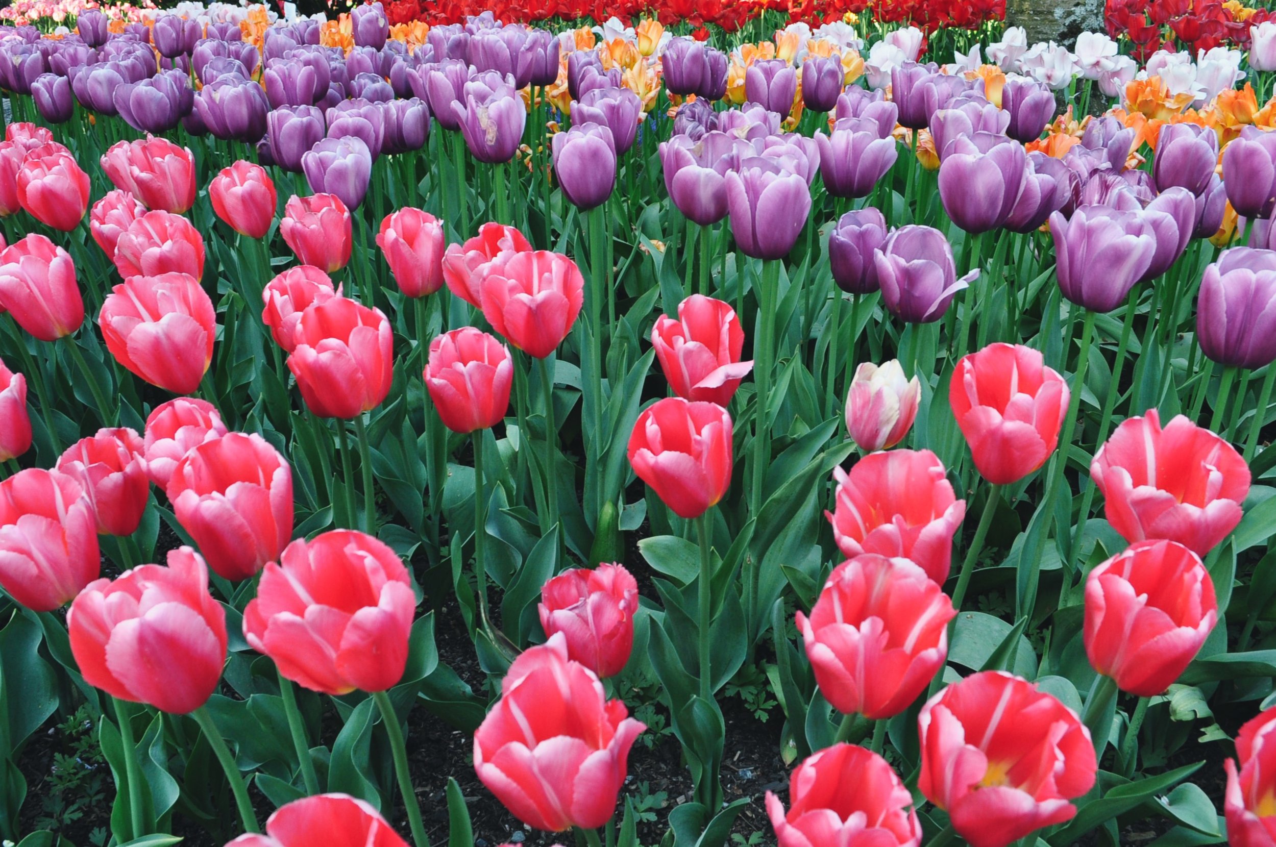 5 Gift Ideas for your mama this Mother's Day