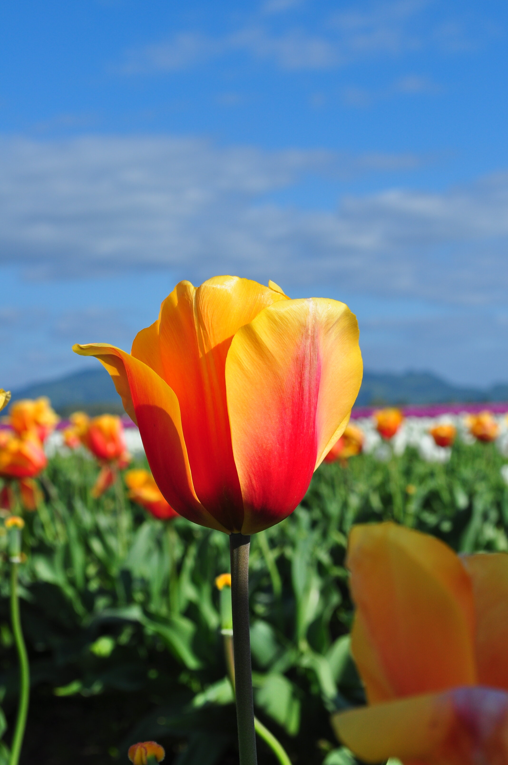 SKAGIT TULIP FESTIVAL