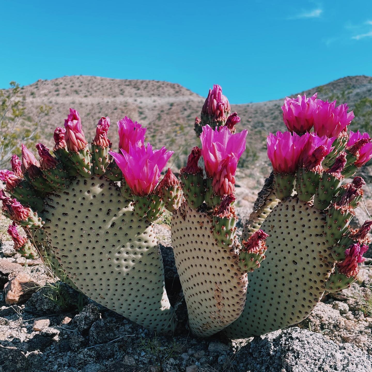 desert in bloom 🌵🌺