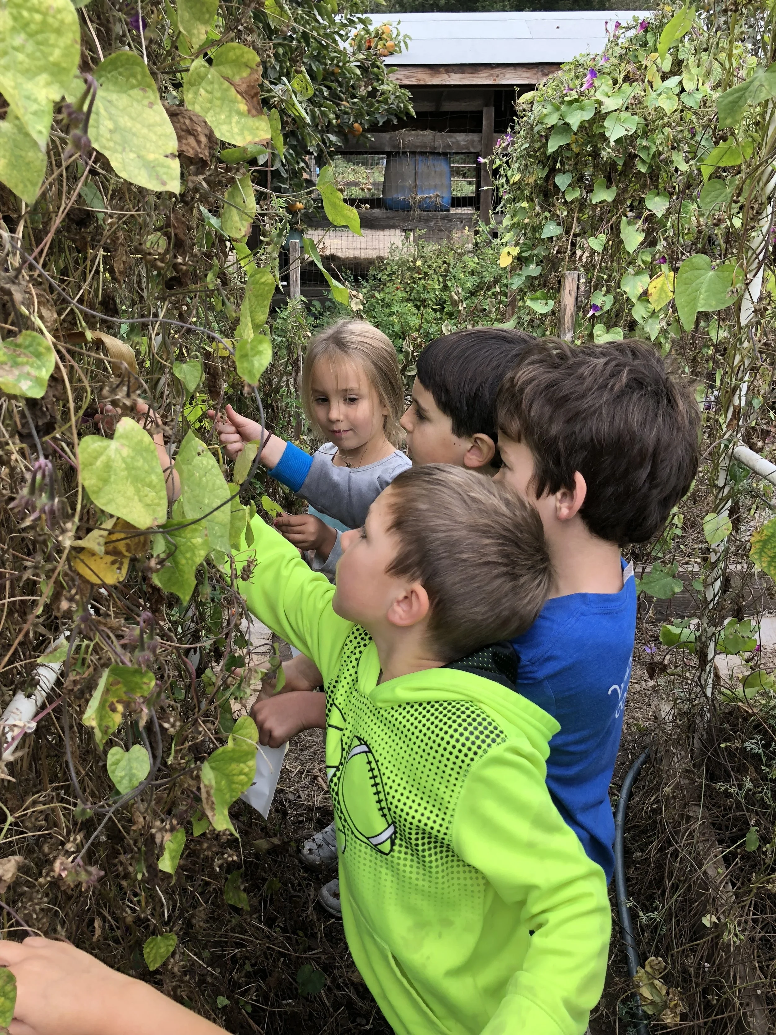 Here the children are gathering morning glory seeds.