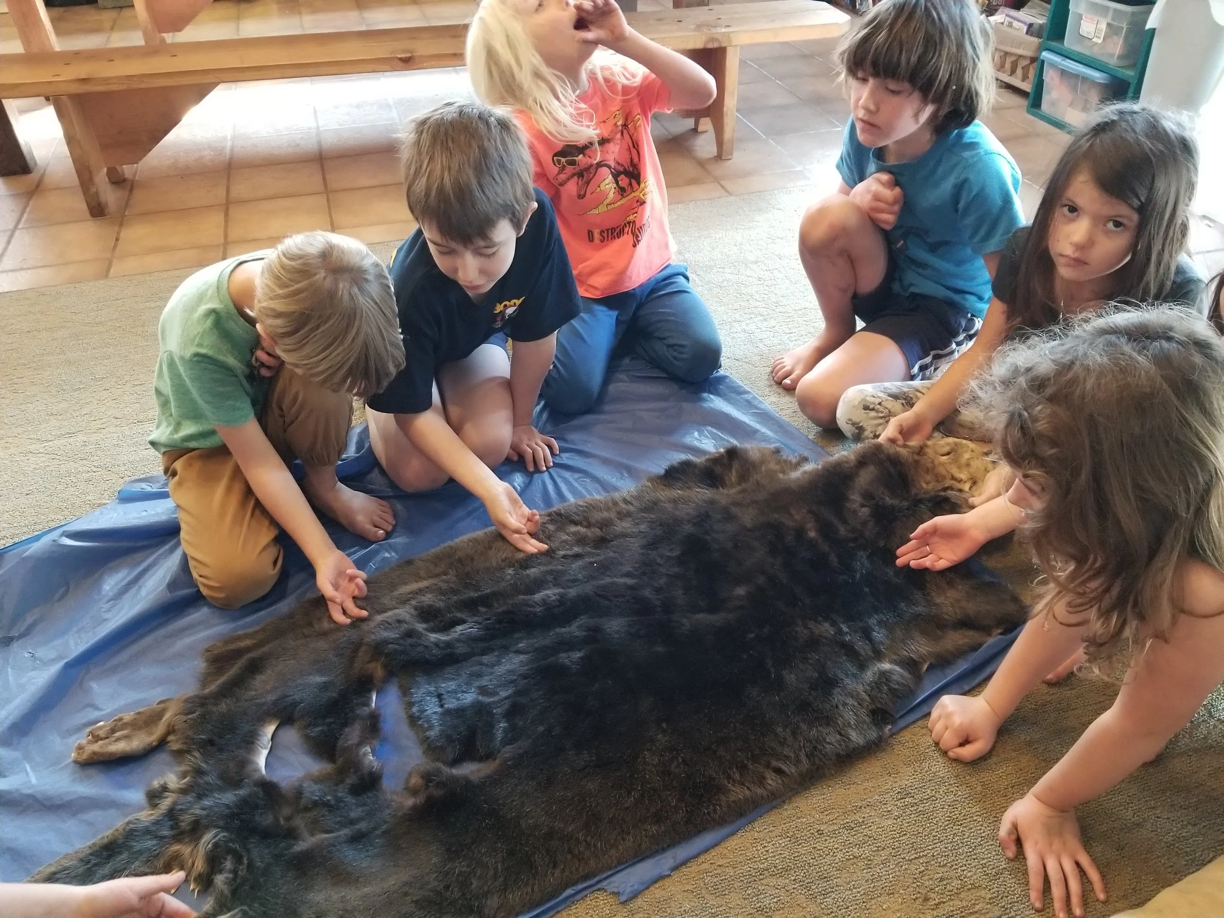 Adult sea otter pelt.