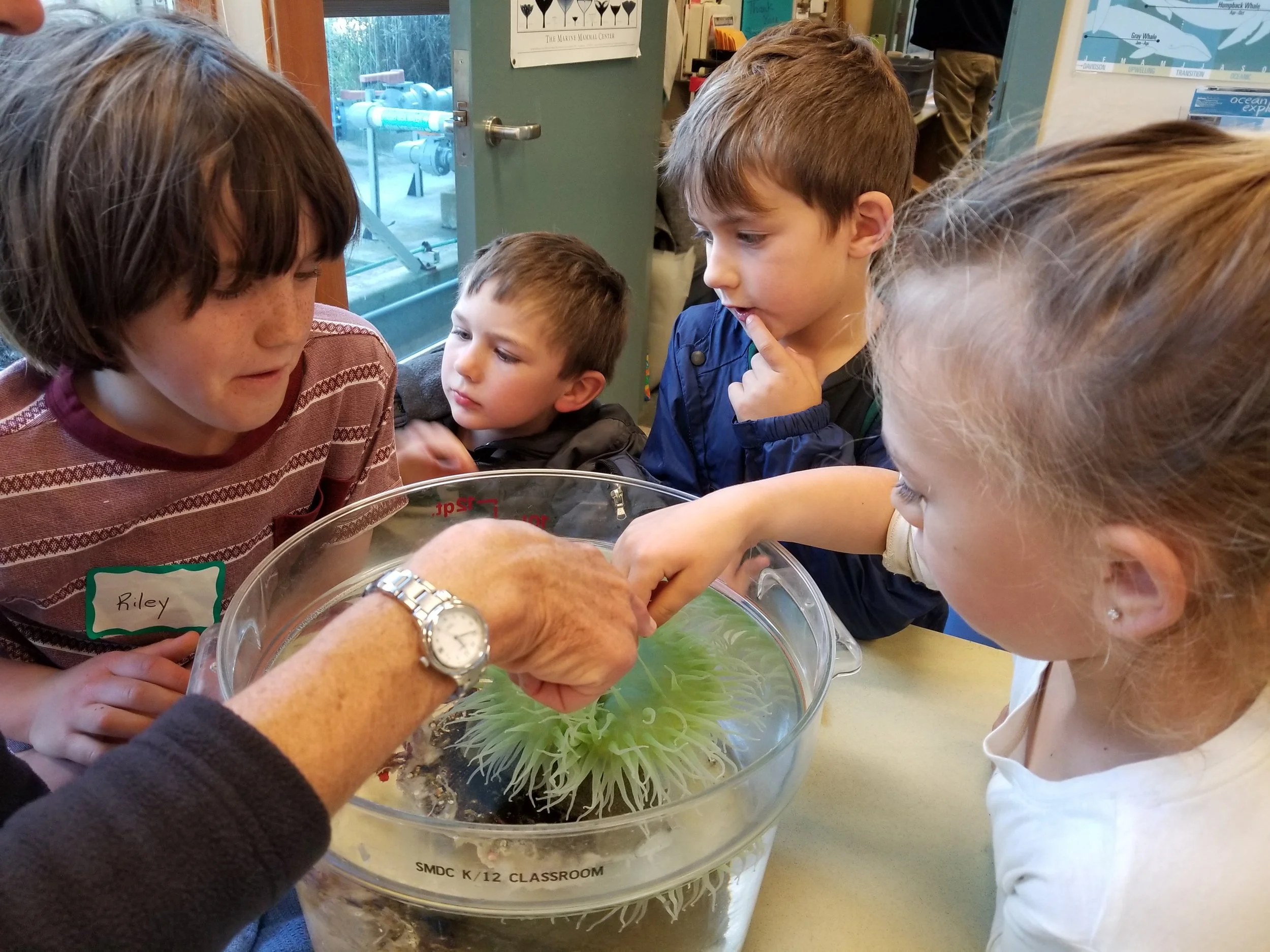Sea anemone!