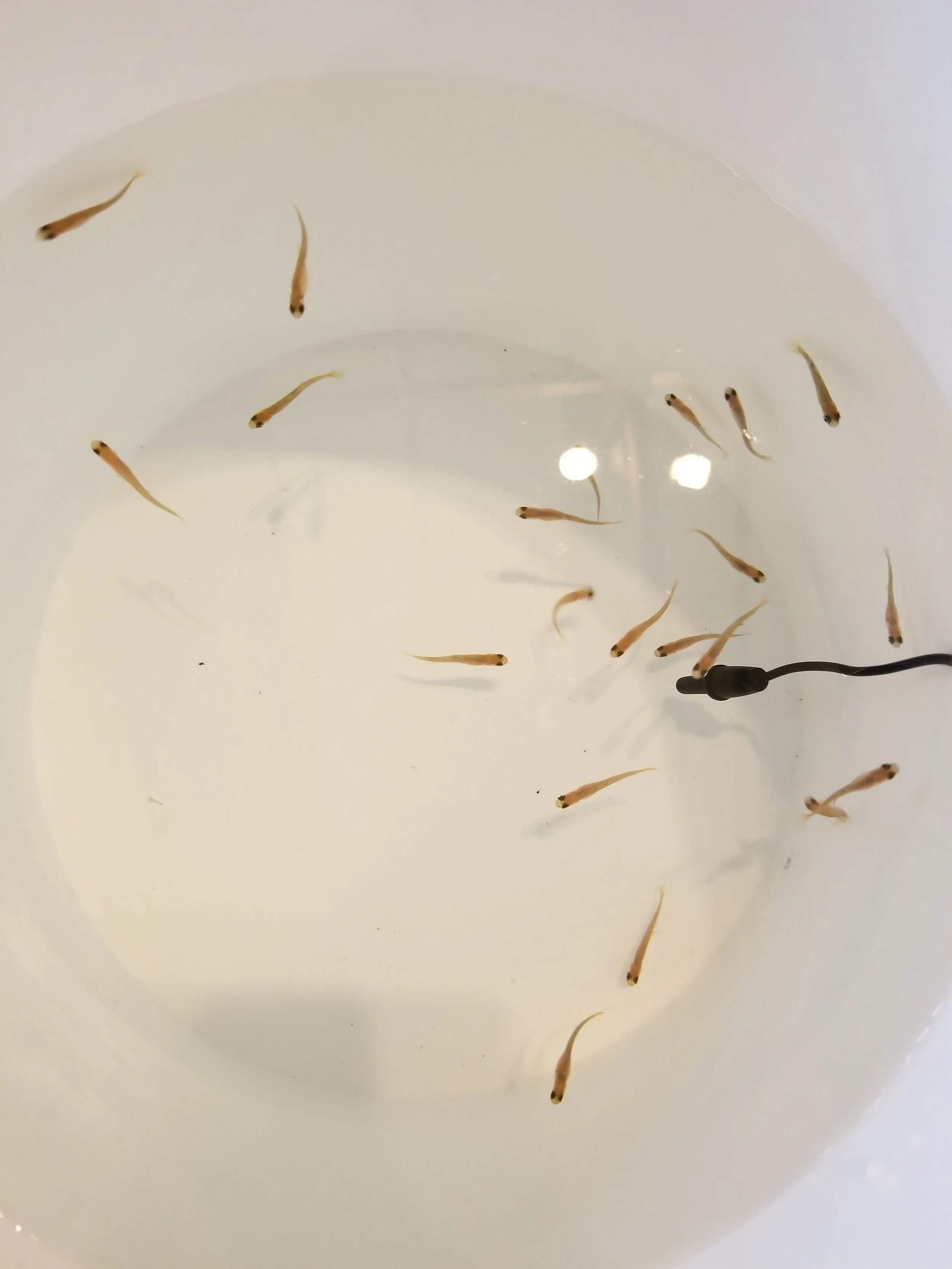 21 Orchard fry headed to the lake!