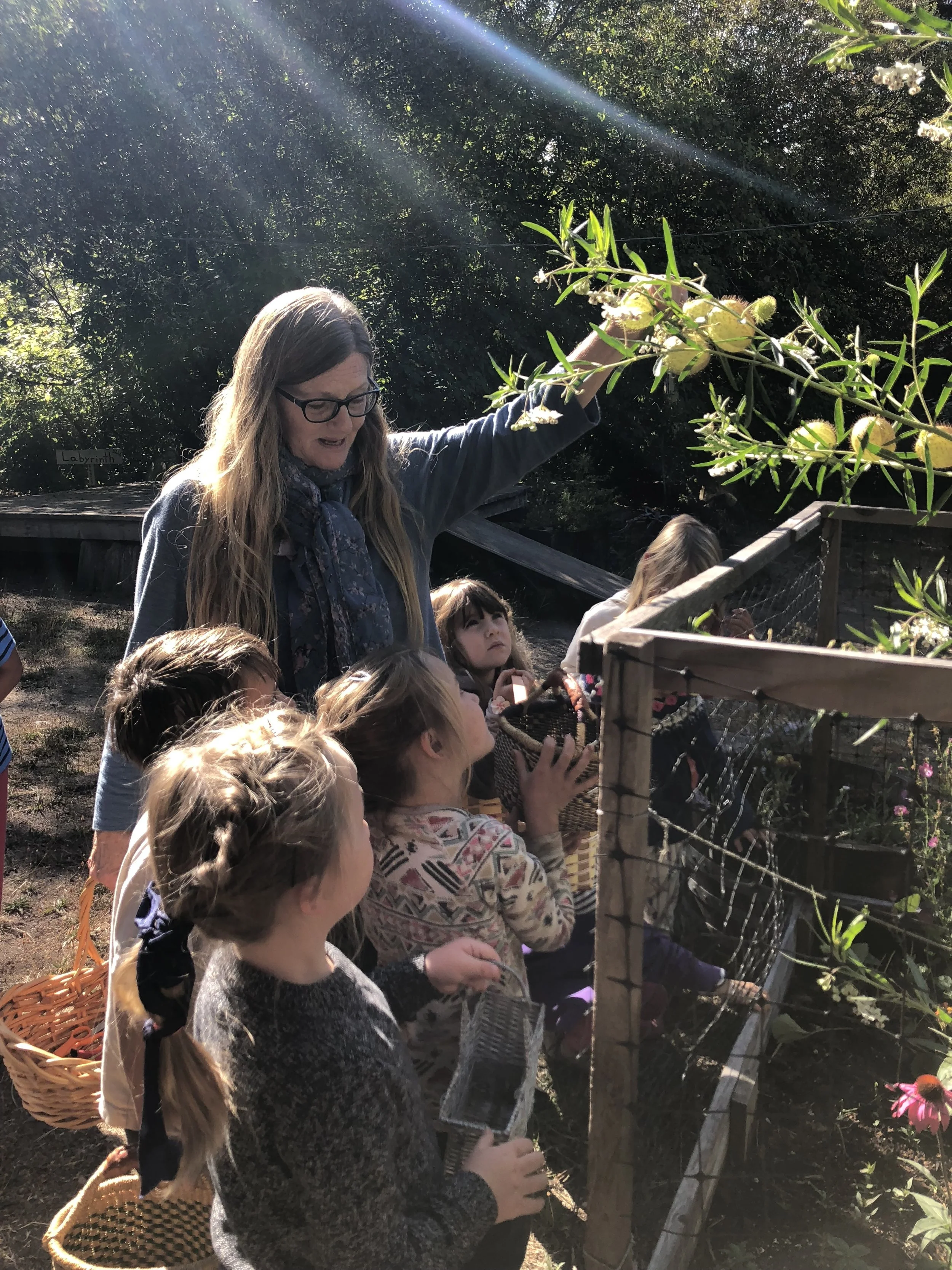 Looking at the different milkweeds growing in the garden. We released the monarch caterpillars in this haven and two have already formed chrysalids, almost right before our eyes. This beautiful plant is called Family Jewels and inside each puff are …