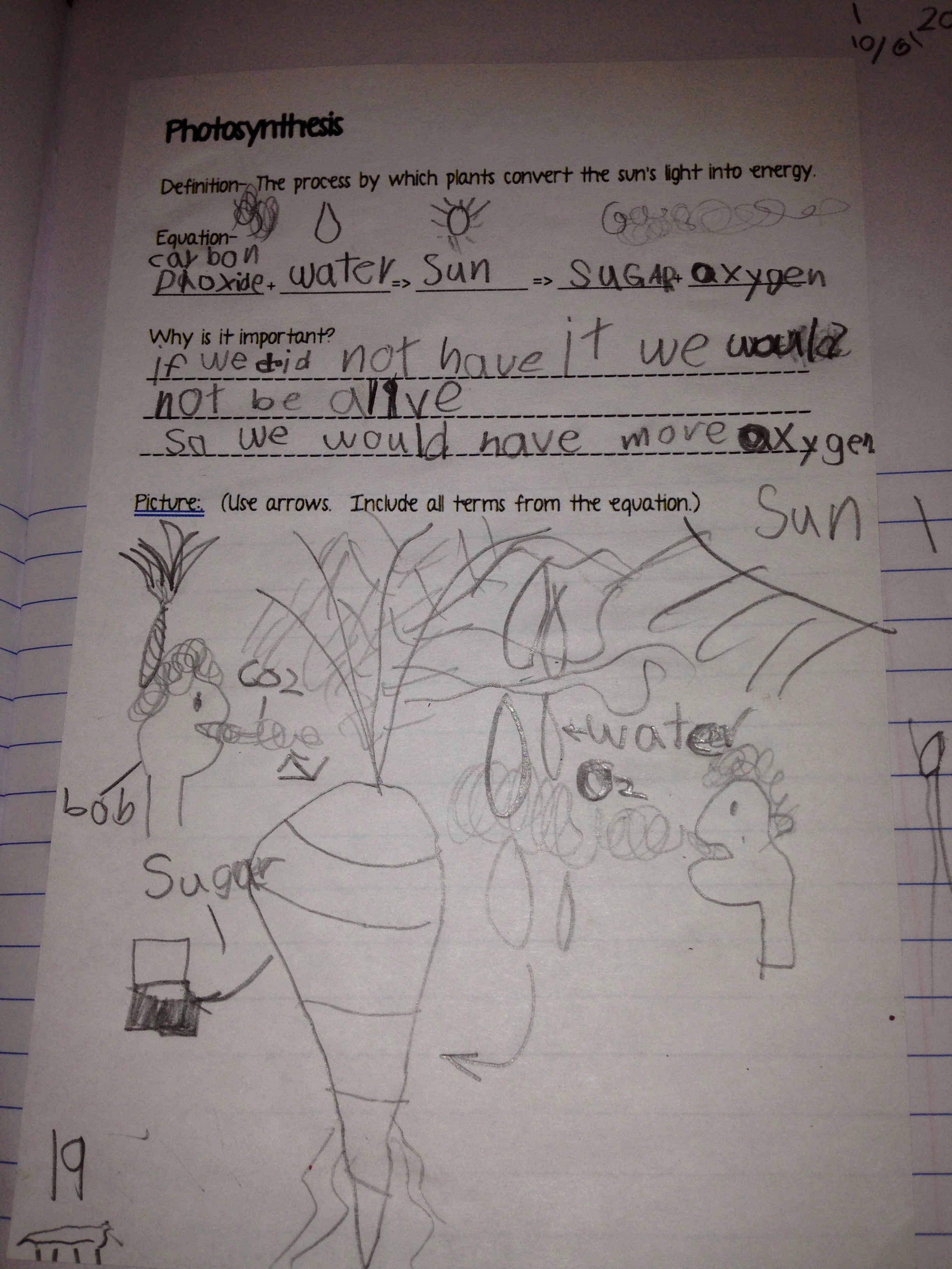 Illustration of photosynthesis in action.