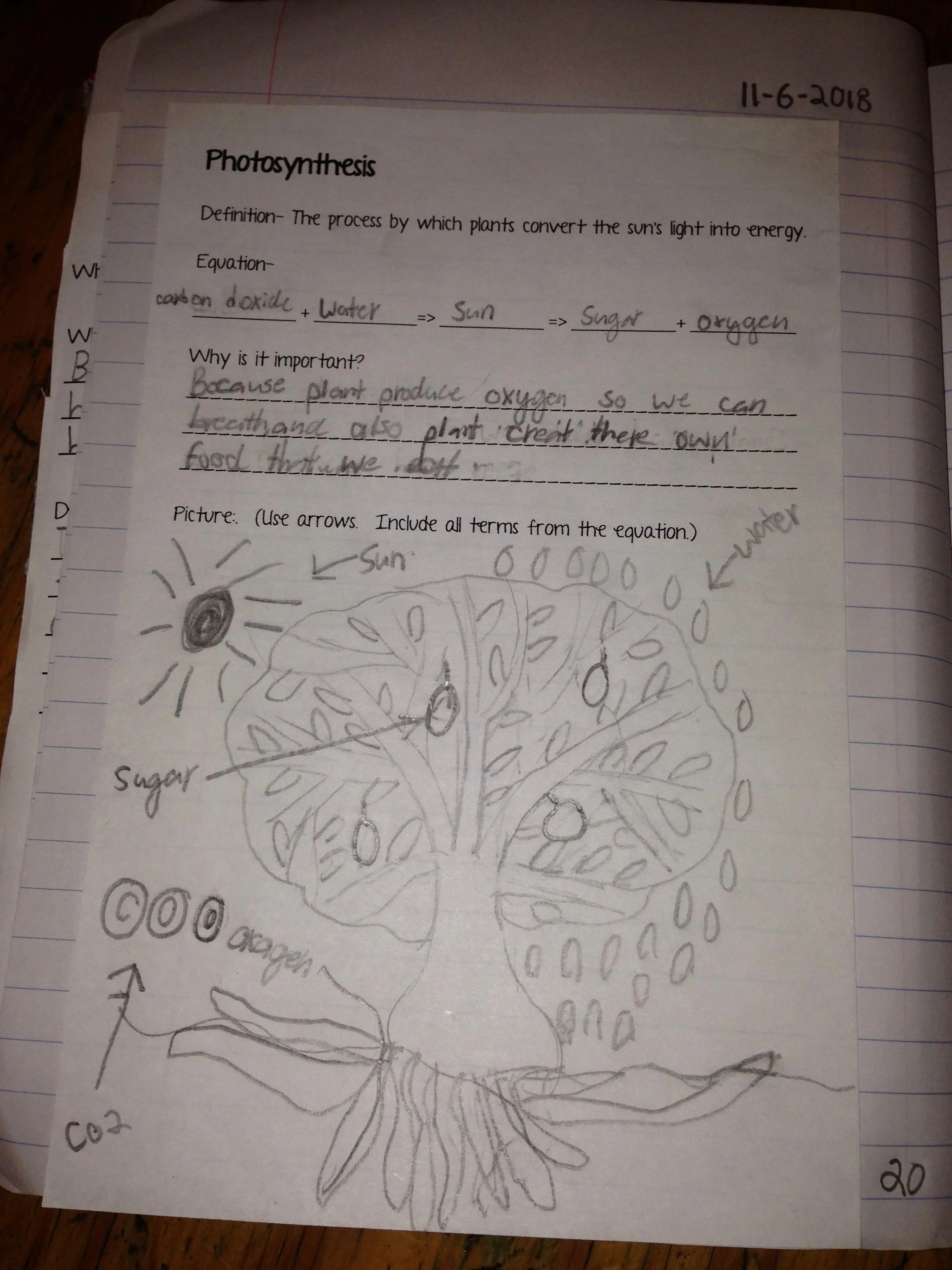 Illustration of photosynthesis in action.
