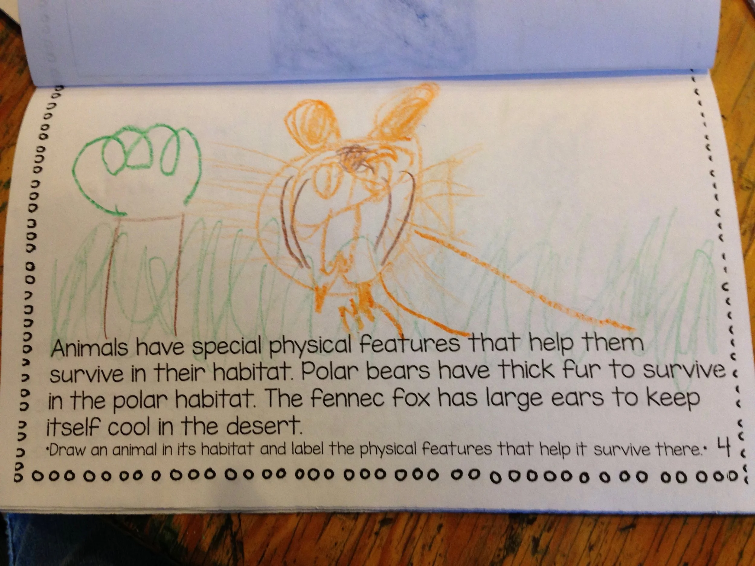 Mickey’s tiger showing off the physical features that help it survive in its habitat.