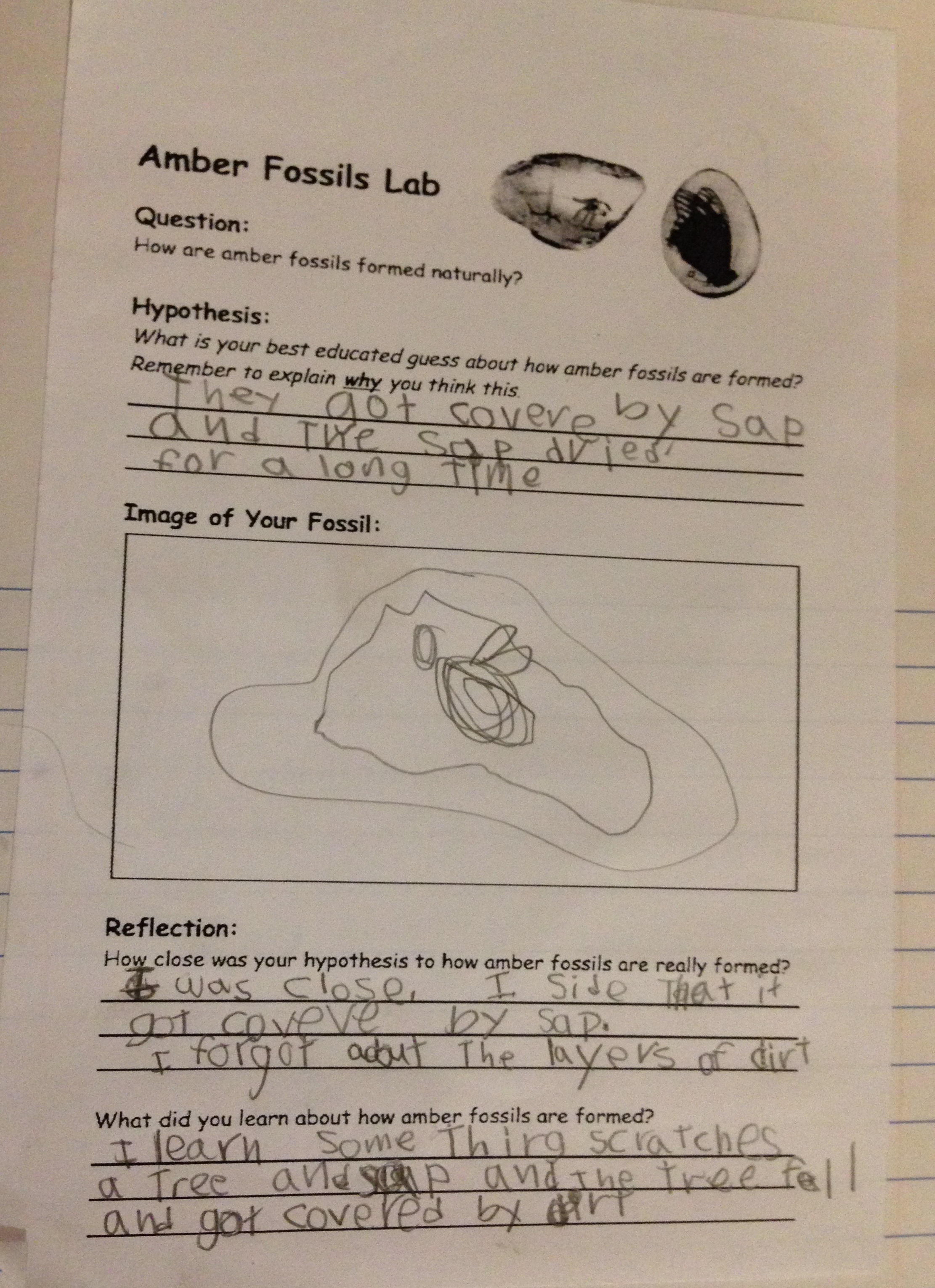 A student data sheet from the Amber Fossil Lab.