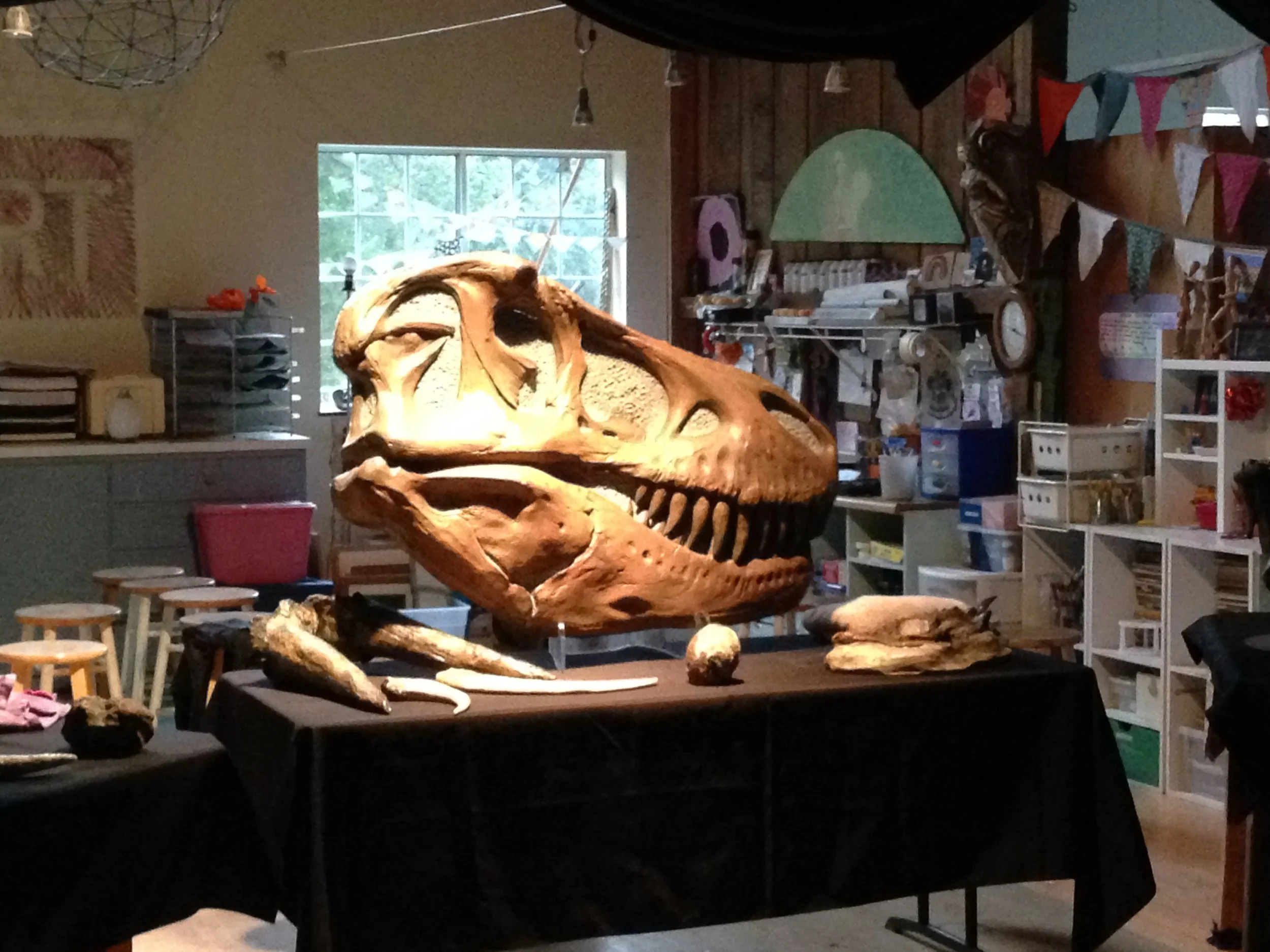 A T-Rex skull.