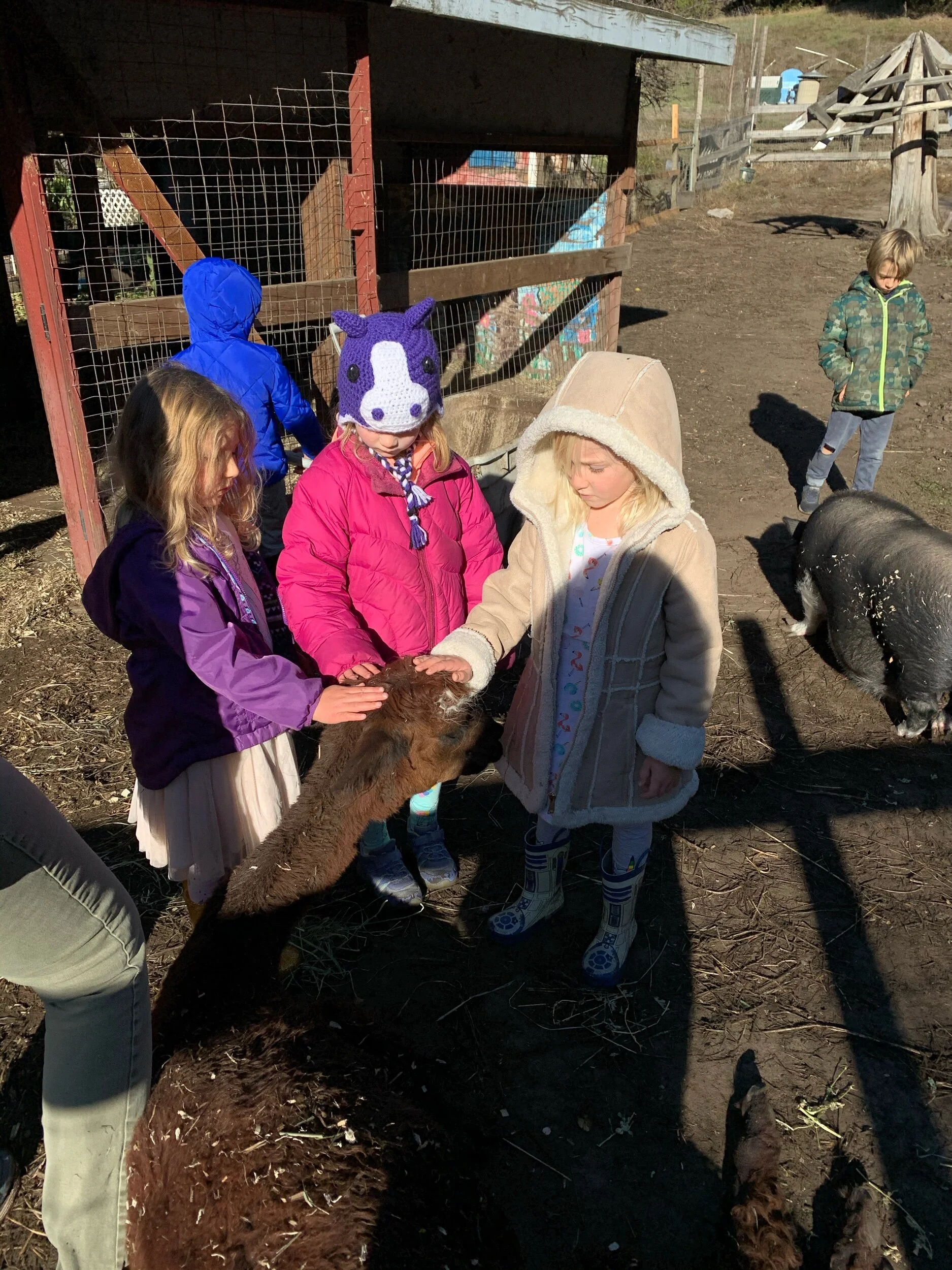 A rare moment with Aurora who was quite ill last month. The children were gentle and since she wasn’t feeling well, she didn’t resist their love.