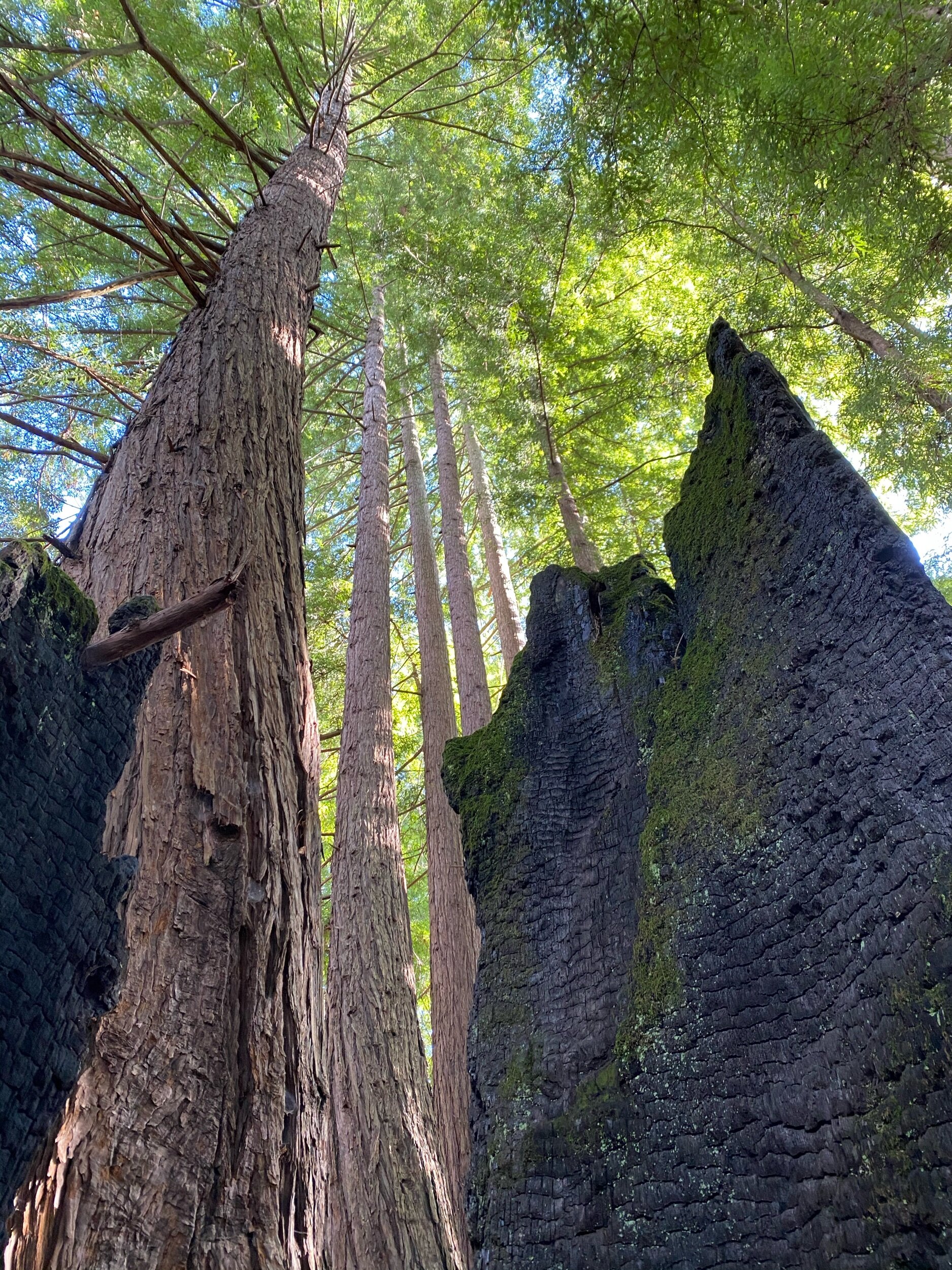 IMG_0479.jpeg