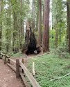 Henry Cowell State Park - Redwood Grove Field Trip 1st&nbsp;and 2nd&nbsp;grade 10am -1pm&nbsp;