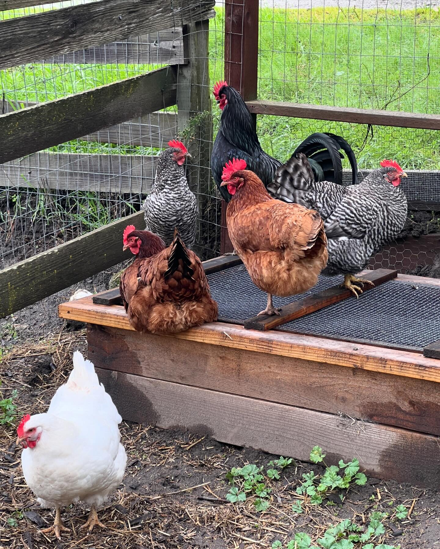 At Orchard, we take great care of our chickens. Unlike most chickens, they get to live out their lives beyond their egg-laying years, Cuckoo died this week, aged 9.5. We laid flowers on her grave. #orchardschoolaptos #happychickens #adoptdontshop #fa