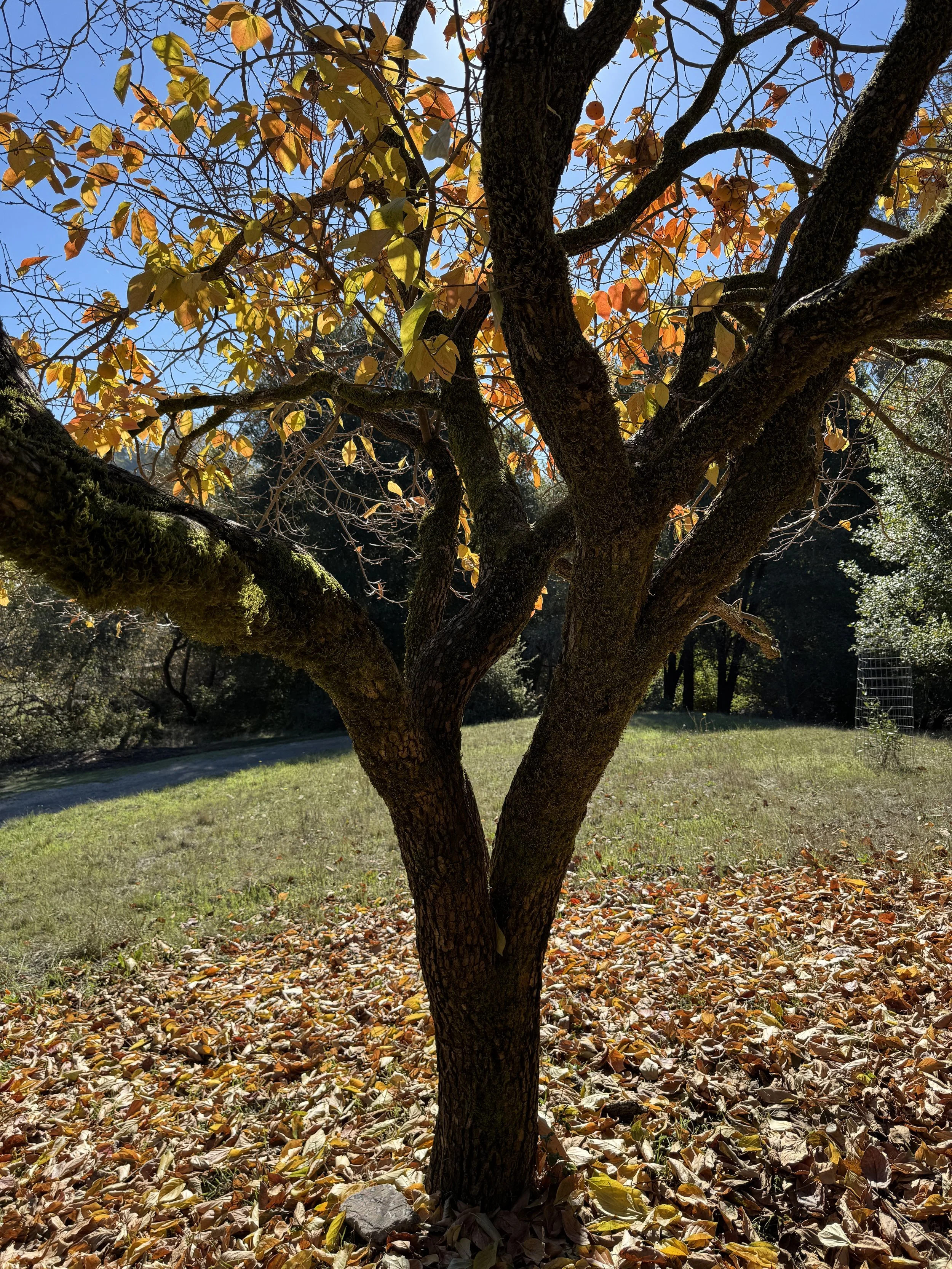 IMG_8309.jpeg