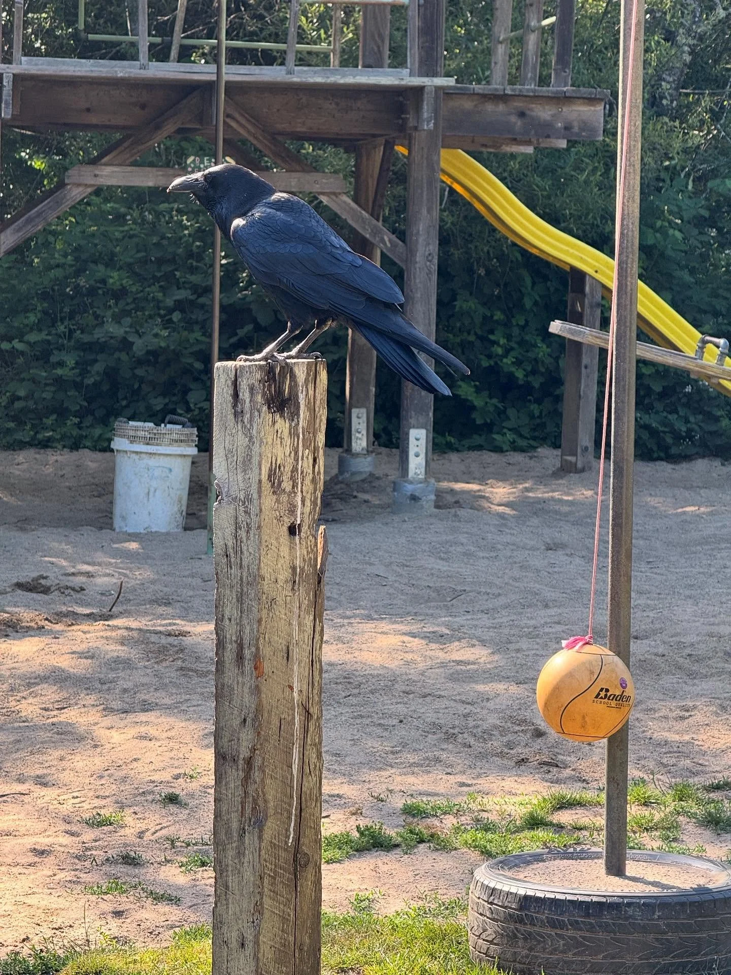 One of a pair of ravens who live around campus. They make all kinds of interesting clicking, knocking sounds and sometimes they play on the playground. #orchardschoolaptos #raven