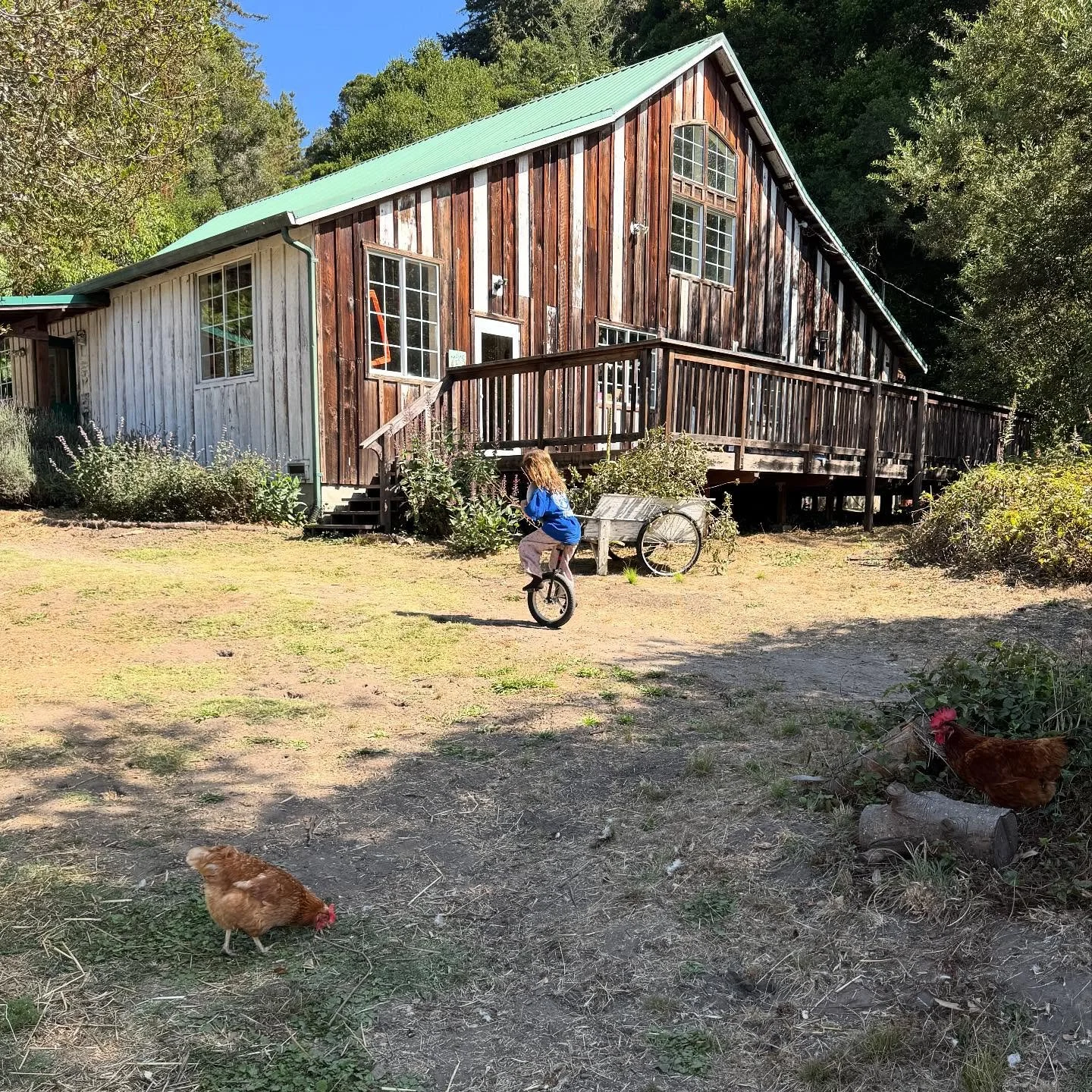 This is how Orchard kids travel from class to class. #orchardschoolaptos #unicyclelife #farmschool #growingupinsantacruz #thinklocal #wildandfree