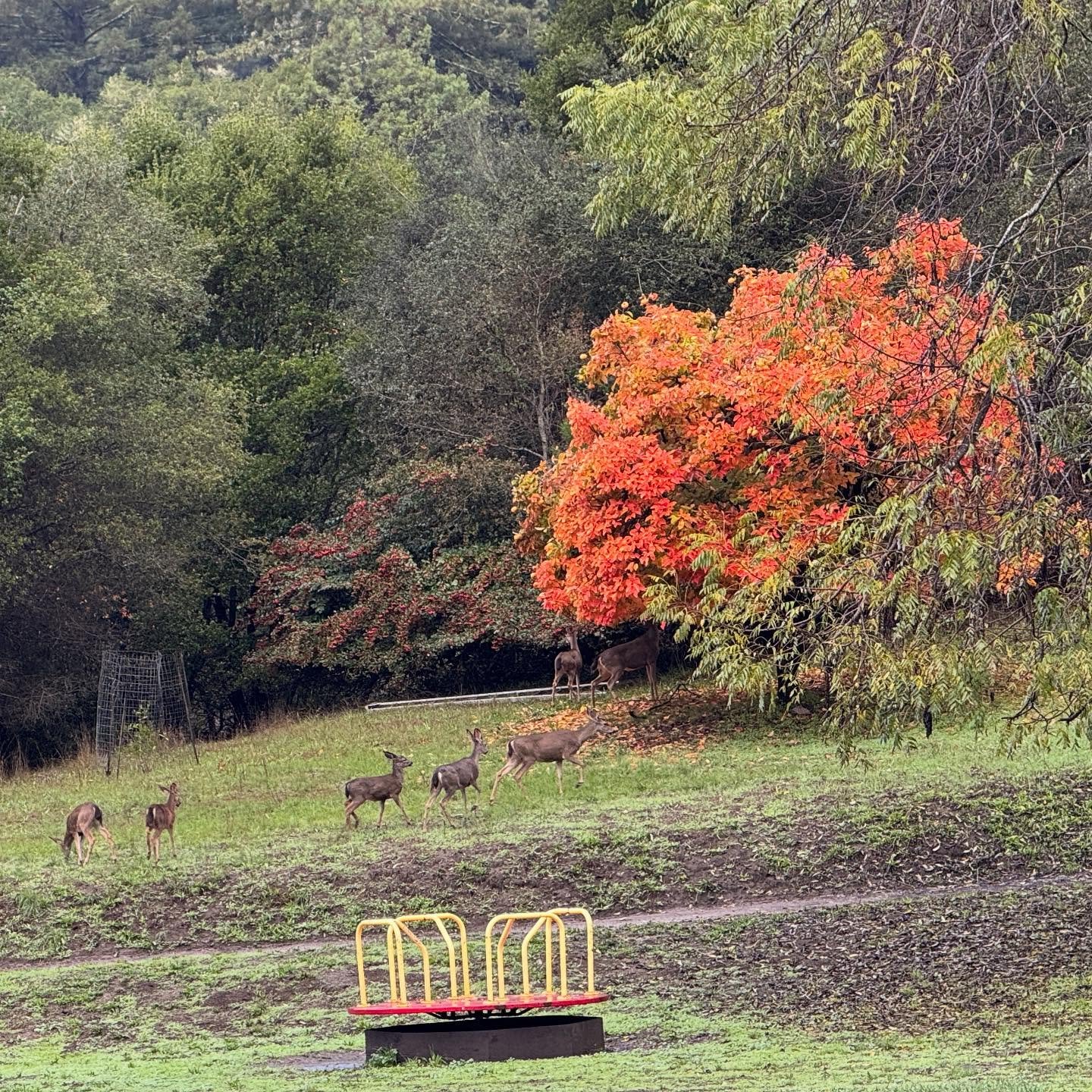 The beauty of our campus fills us with a sense of peace and joy each and every day #orchardschoolaptos #persimmontree #farmschool #onewithnature