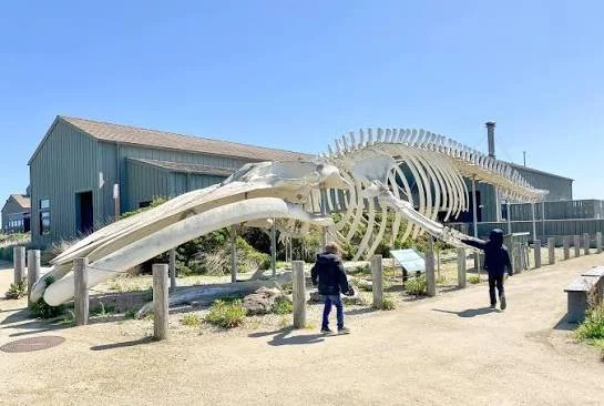 Kindergarten and 1st Grade Field Trip to Seymour Marine Discovery Lab