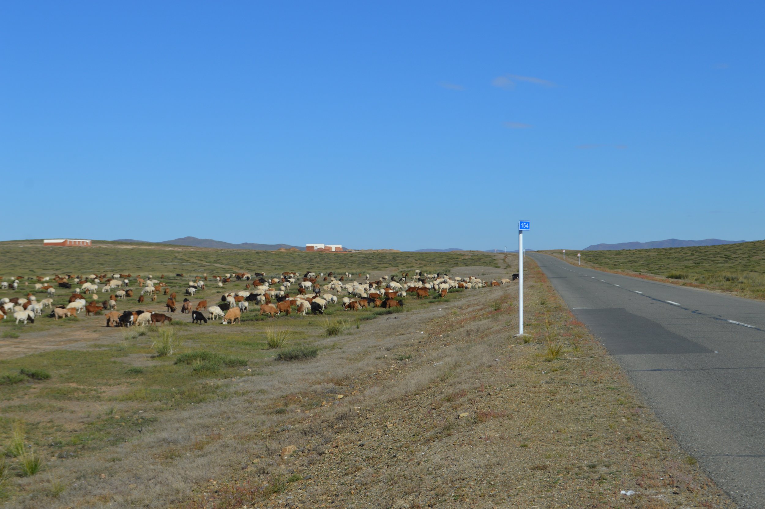 A large herd of sheep and goats near the roadside
