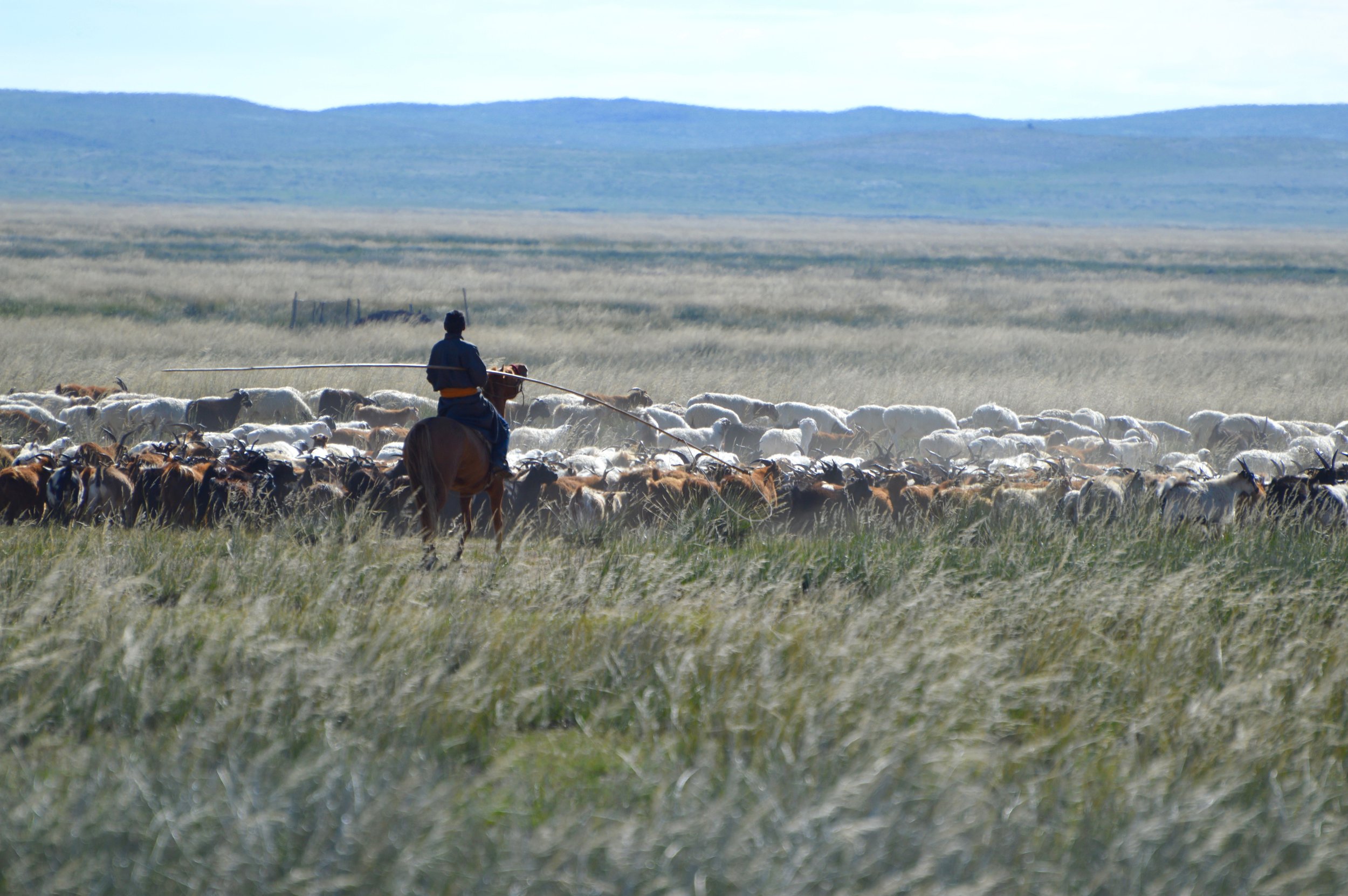 A Mongolian herdsman moves his goats and sheep