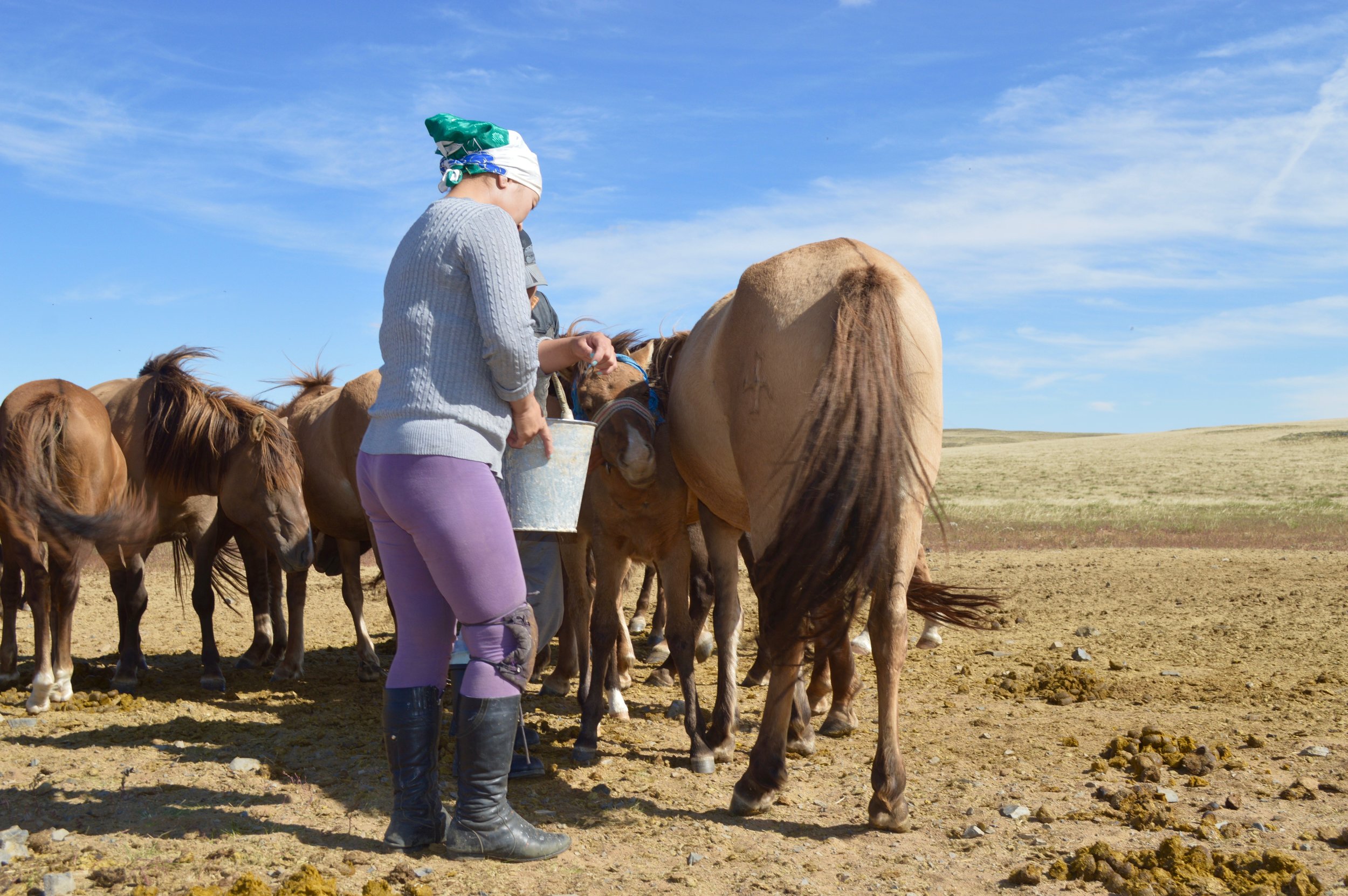 Our hostess preparing to milk a mare